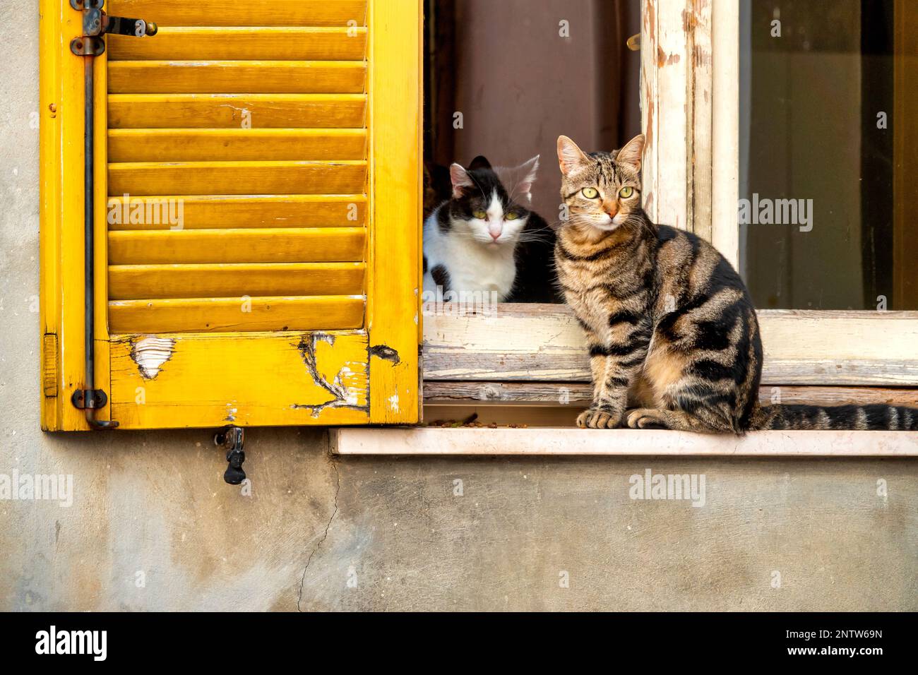 Europäische Kurzflossen-Katzen in einem Fenster von Spoltore, Italien Stockfoto