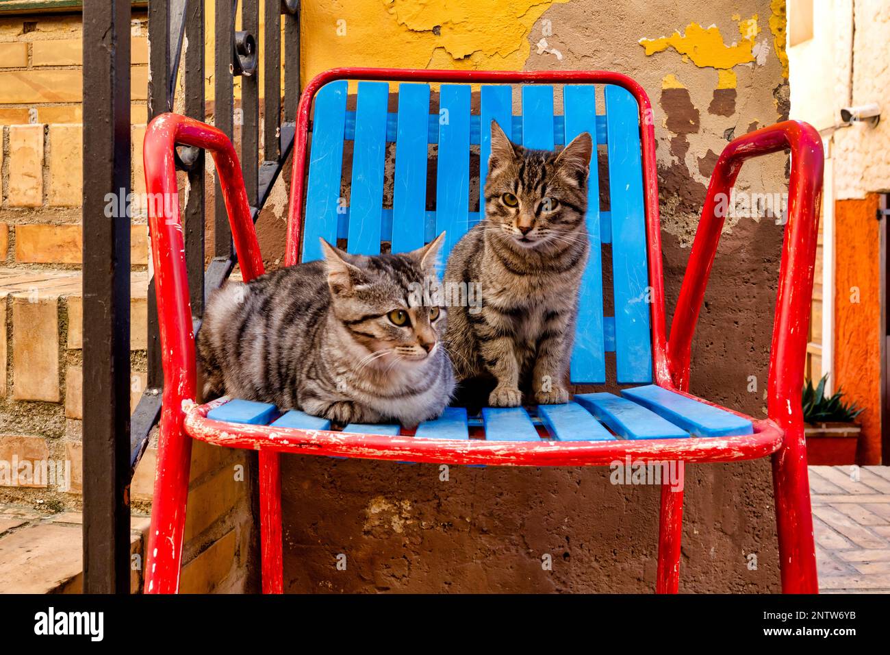 European Shorthair streunende Katzen auf einem roten Stuhl (Felix Catus), Pianella, Italien Stockfoto