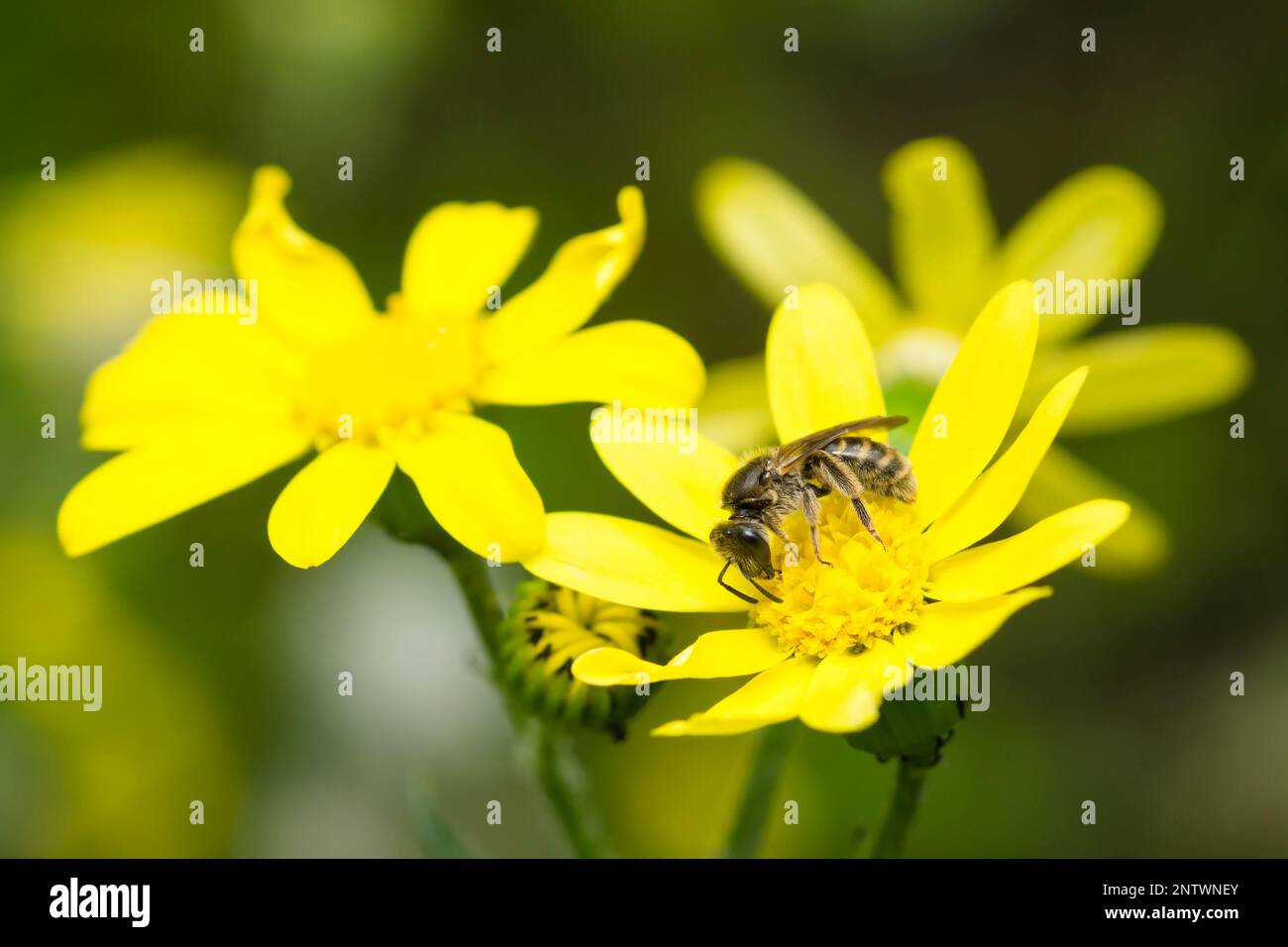 Eine westliche Honigbiene auf einer gelben Groundselblume, APIs Mellifera Stockfoto