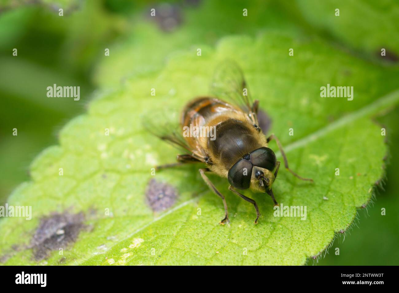 Gewöhnliche Drohne fliegt auf einem Blatt, Eristalis Tenax Stockfoto