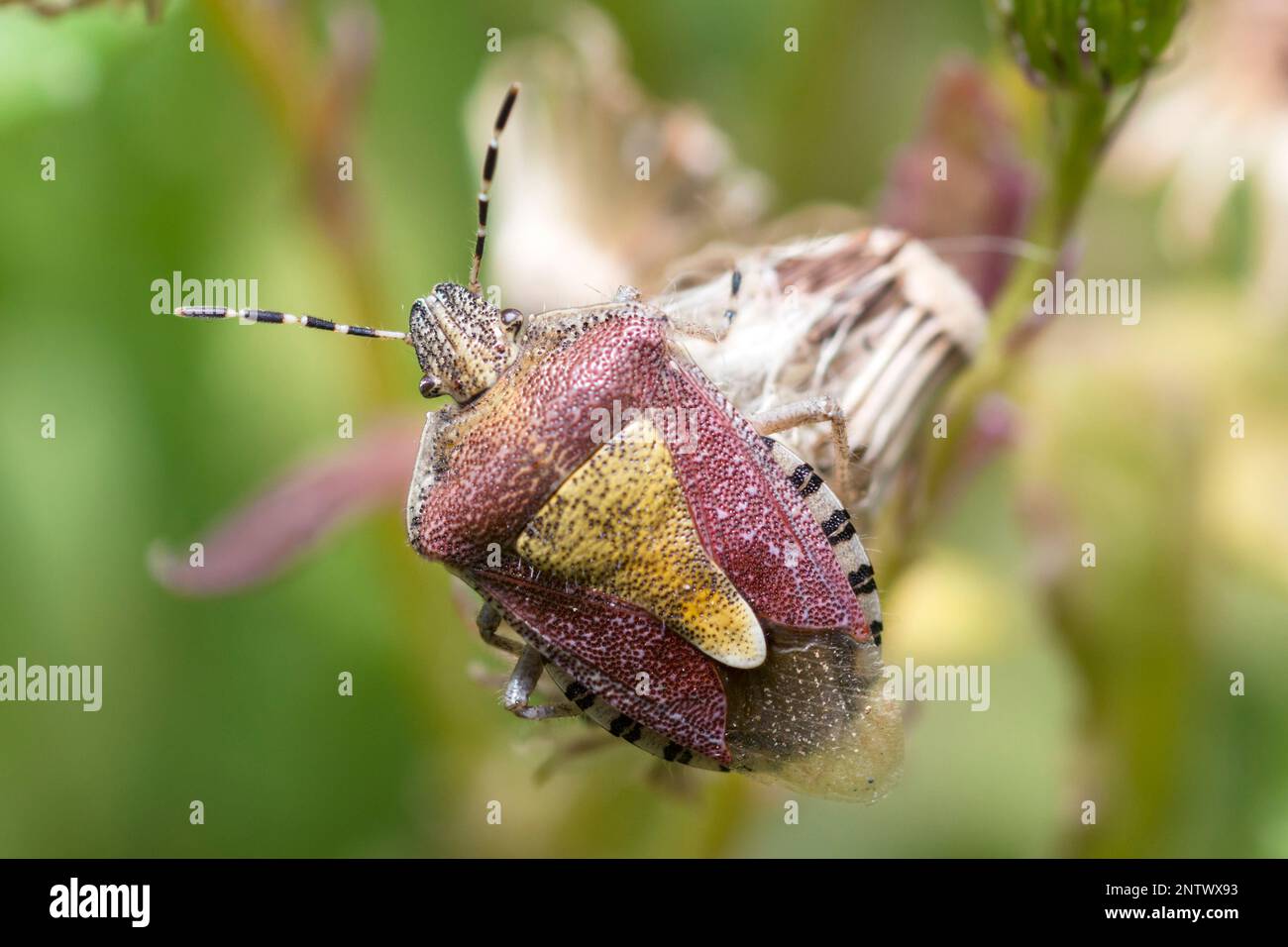 Schlappschwanz auf einer Wildblume, Dolycoris Baccarum Stockfoto