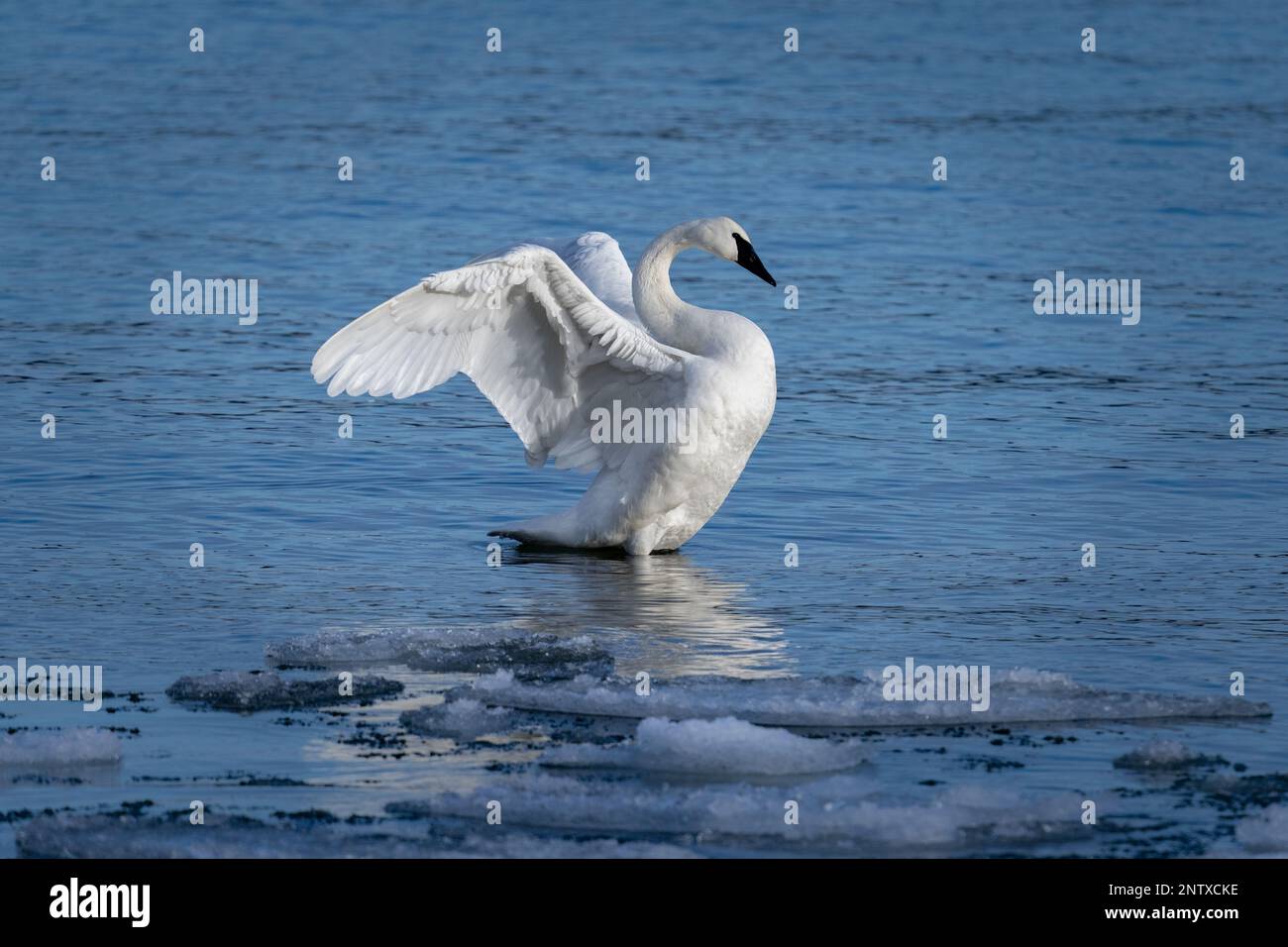 Ein Trompeterschwan im östlichen Zentrum von Door County, Wisconsin, zieht sich bei Sonnenuntergang in der Bucht von Spike Horn seine Flügel aus. Schwäne sind hier sehr häufig anzutreffen. Stockfoto