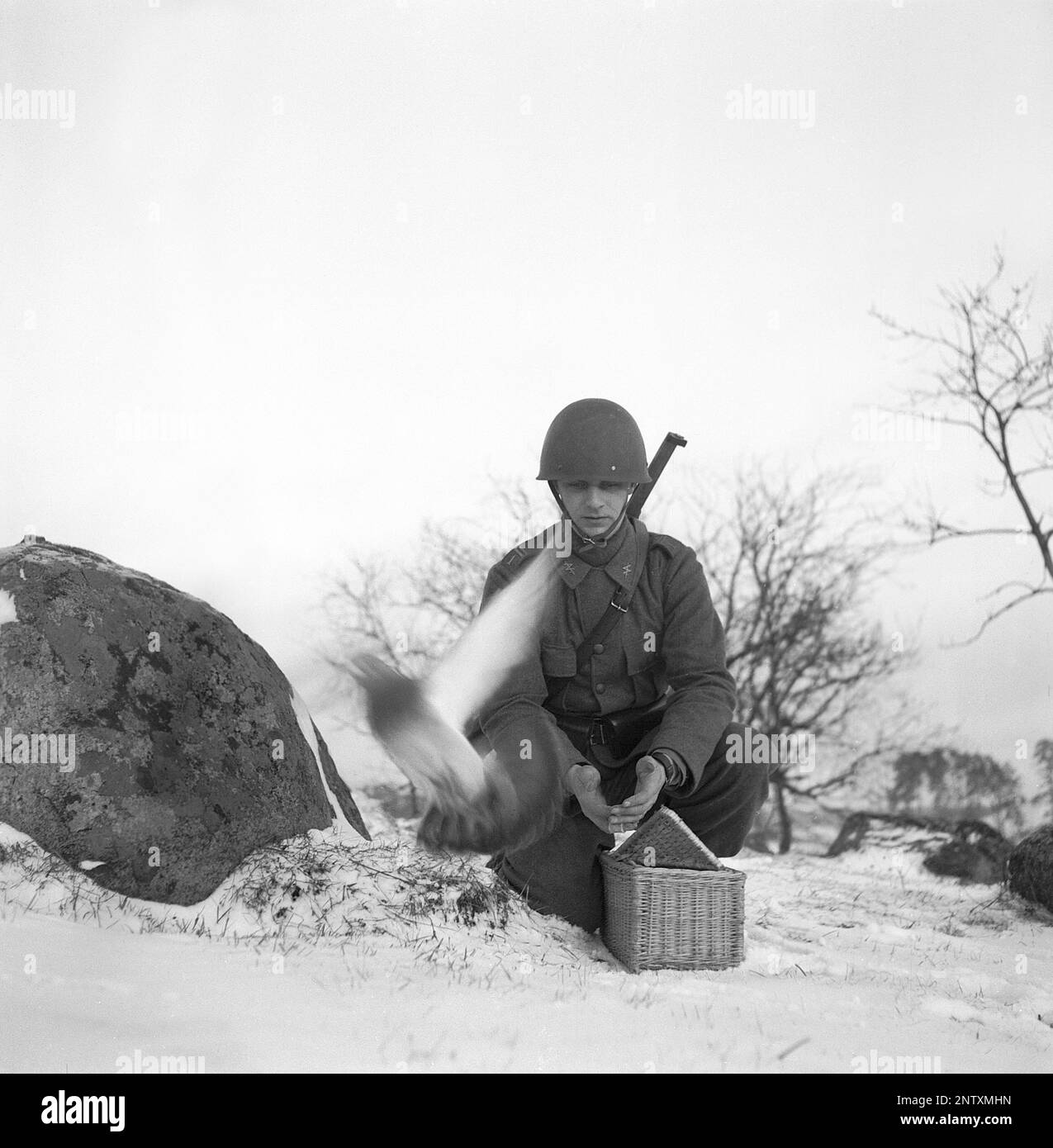 Schwedische Armee im Jahre WW2. Ein Soldat wird gesehen, wie er eine Taube freilässt, und sie fliegt davon. Kriegstauben wurden während des Zweiten Weltkriegs vom schwedischen Militär benutzt Die Tauben trugen Nachrichten von einem Ort zum anderen, oft ein Stück Papier in einem kleinen Metallbehälter, der an seinem Bein befestigt war. Brieftauben wurden von einer Spezialeinheit des schwedischen Militärs behandelt und ausgebildet. Brieftauben spielten eine wichtige Rolle bei der Invasion der Normandie, da Funkgeräte nicht aus Angst benutzt werden konnten, dass wichtige Informationen vom Feind abgefangen werden. Schweden dezember 1940. Kristoffersson Ref. 184-19 Stockfoto