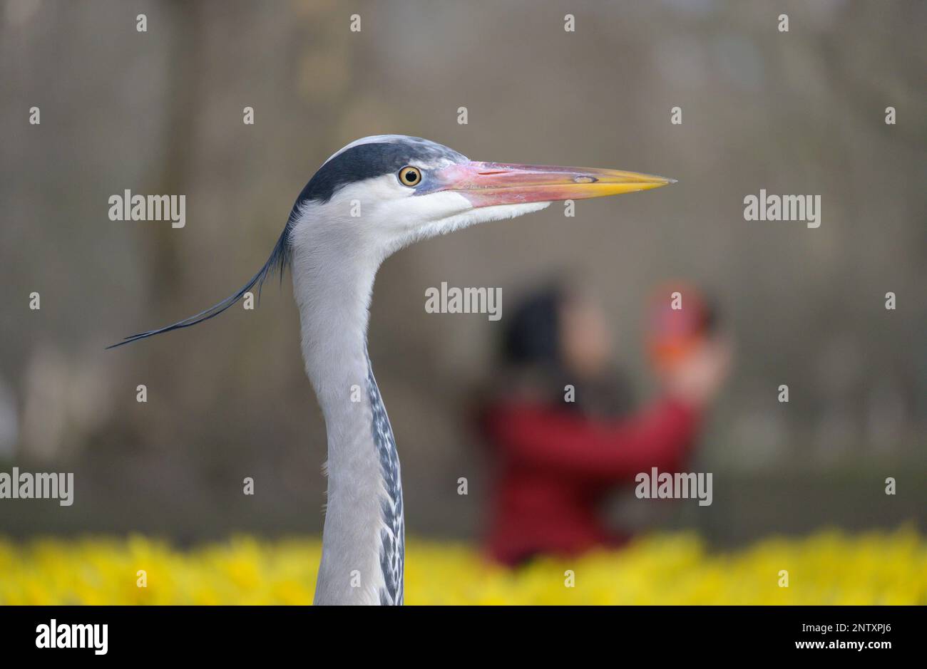 Grey Heron (Ardea cinerea) im St. James's Park, im Zentrum von London. Frau hinter Fotos – Narzissen (27. Februar 2023) Stockfoto