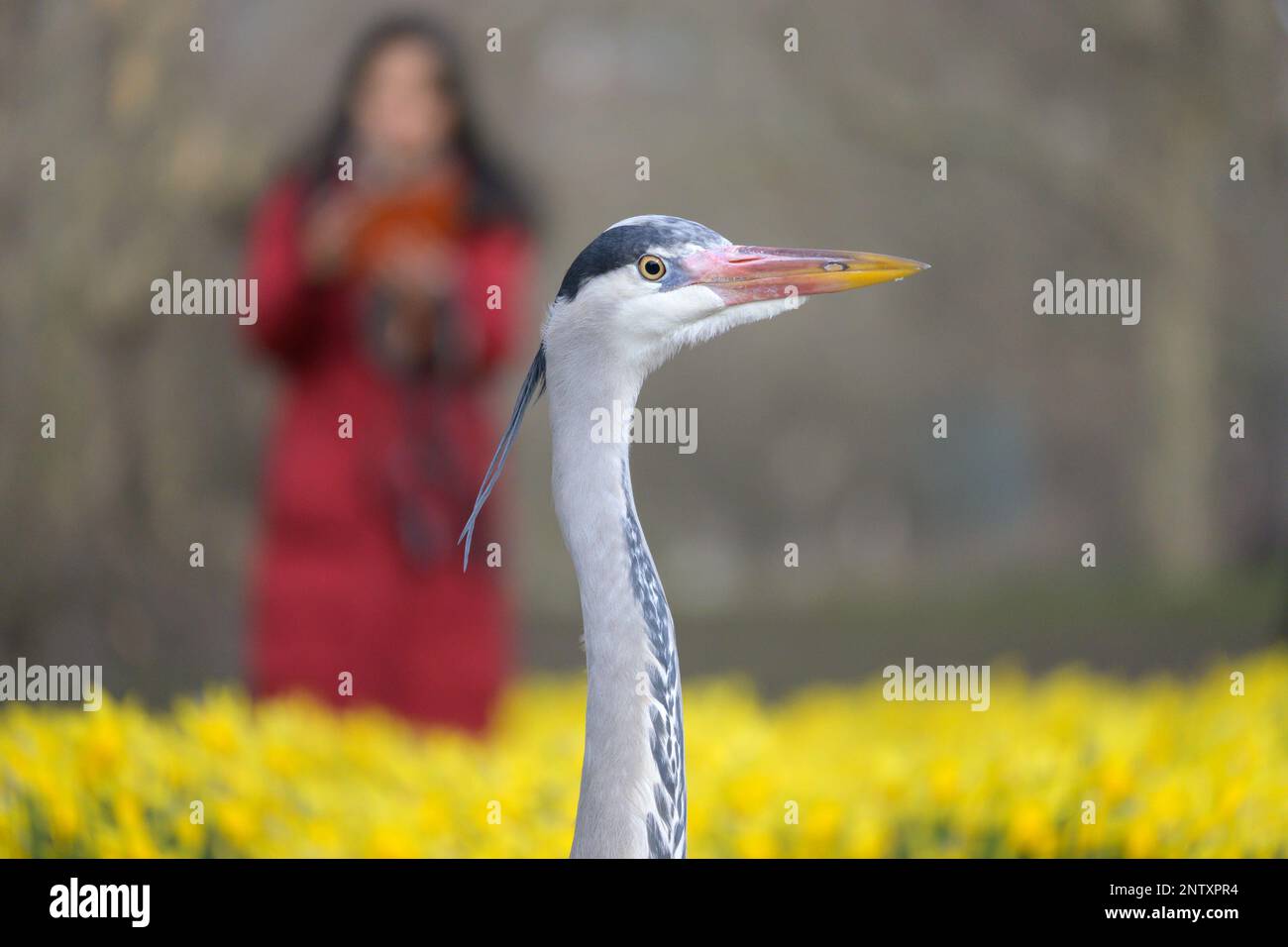 Grey Heron (Ardea cinerea) im St. James's Park, im Zentrum von London. Frau hinter Fotos – Narzissen (27. Februar 2023) Stockfoto