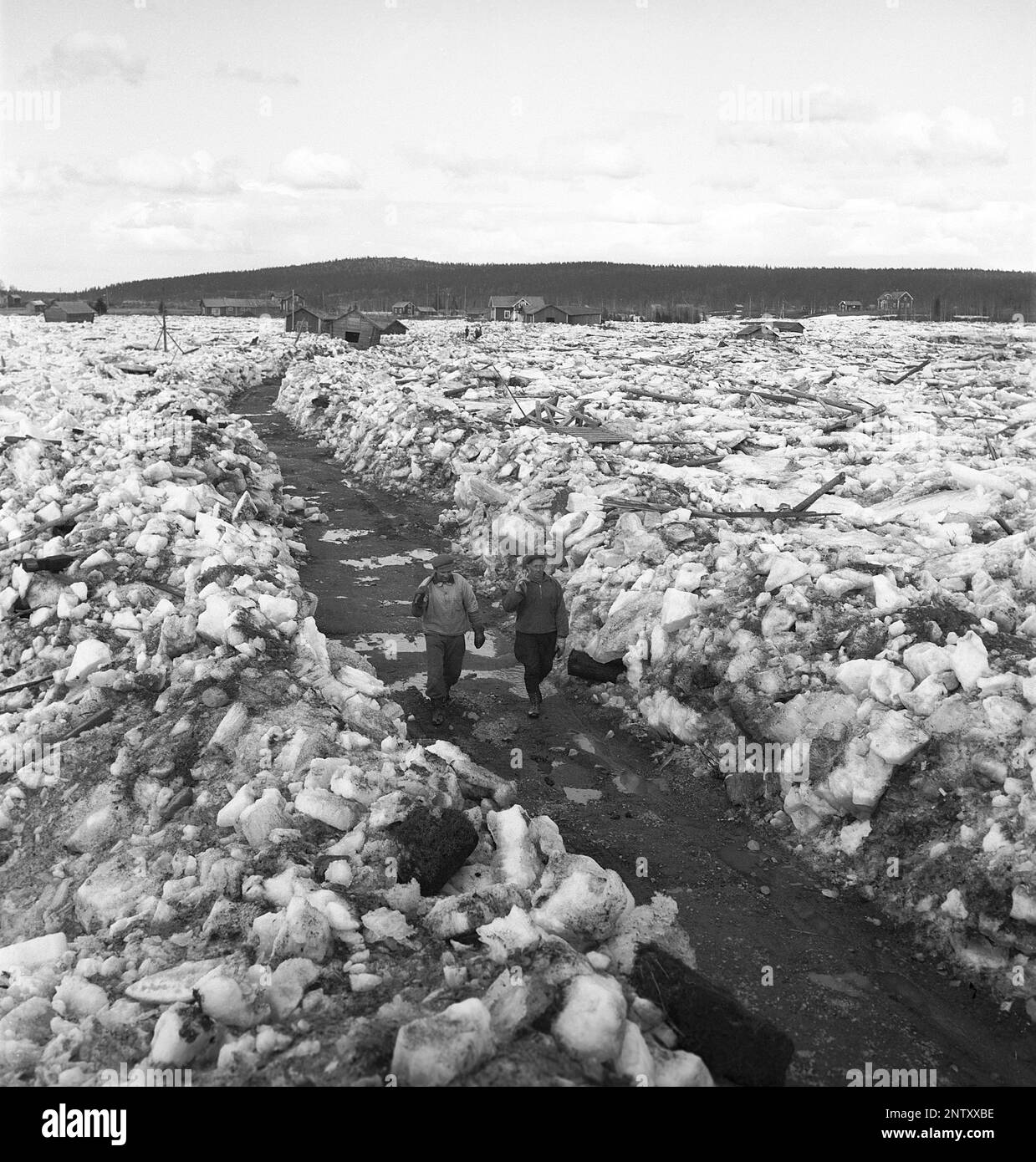 Naturkatastrophe in den 1940er Jahren. Im Frühsommer, den 20-23. Mai 1944, überflutete das Wasser im Fluss Torne älv aufgrund einer Eismasse, die das Wasser 3,5 Meter höher als normal dämpfte. Die Konsequenzen waren schwerwiegend. Auf dem umliegenden Gelände wurden Meter Eis zurückgelassen, als das Wasser ablief und die Bauernhäuser und die Felder zerstörte. Die Hauptstraße, die gerade von der Eisdecke entfernt wurde, ist kaum sichtbar und Abschleppwagen mit Schaufeln laufen in Richtung des Fotografen in der Nähe des Dorfes Korpikylä in der Nähe von Skogskärr Kristoffersson Ref. H123-6 Stockfoto
