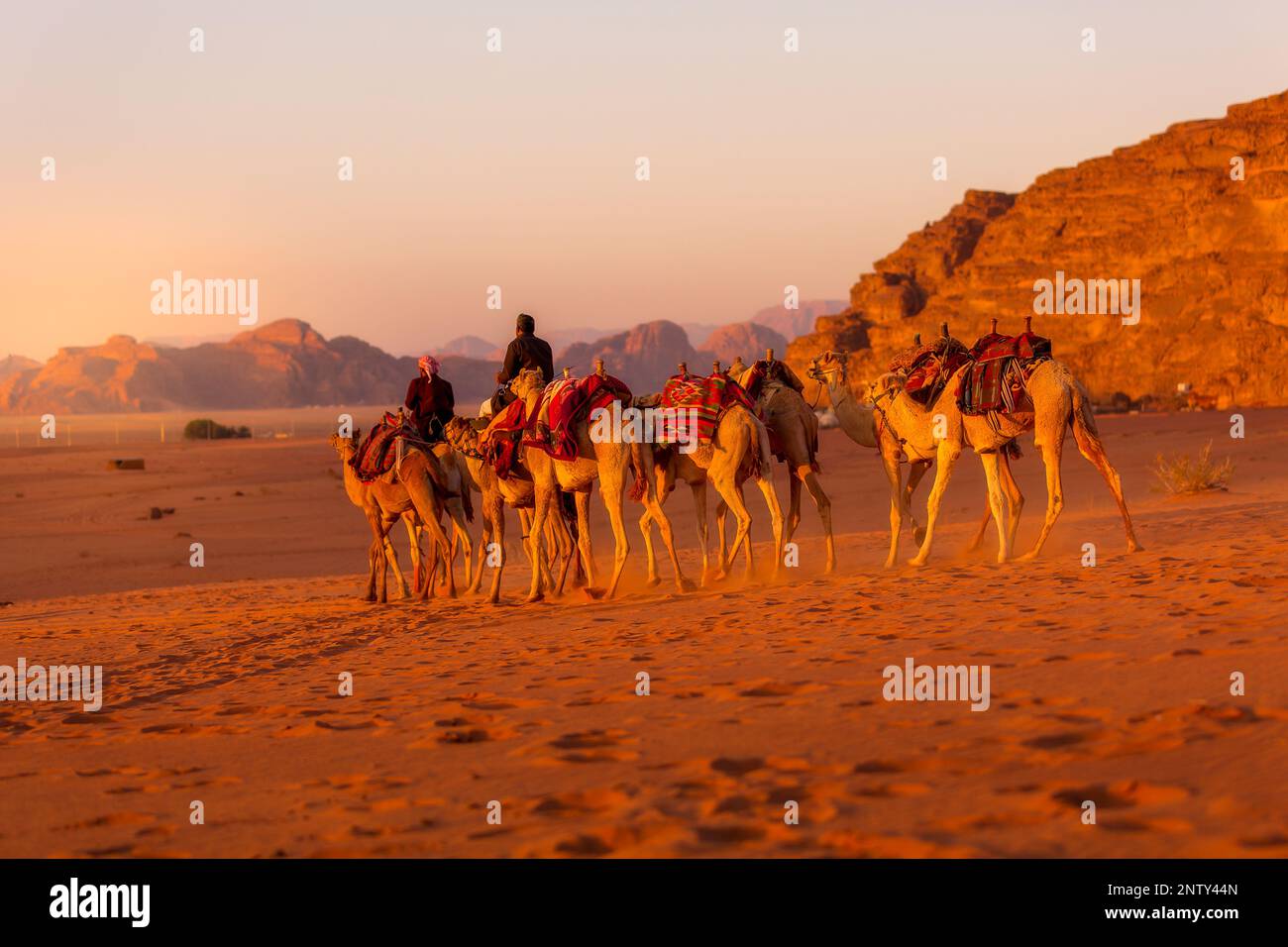 Jordanien, Wadi Rum - 2. November 2022: Kamelkarawane mit Drovern in der Wüste, Felsberge bei Sonnenuntergang Stockfoto