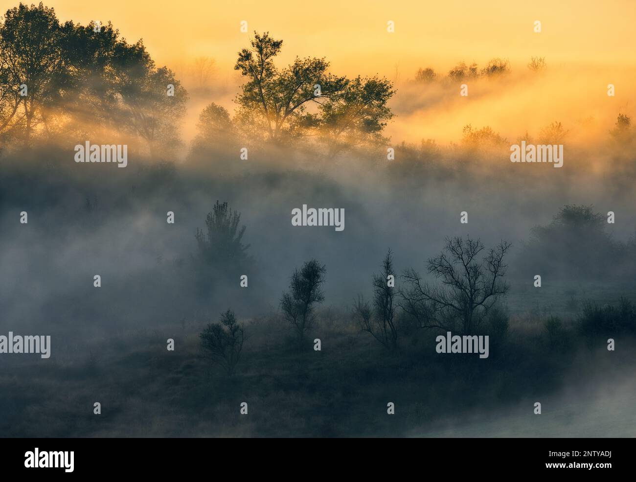 Bäume im Nebel. Herbstmorgen. Art der Ukraine Stockfoto