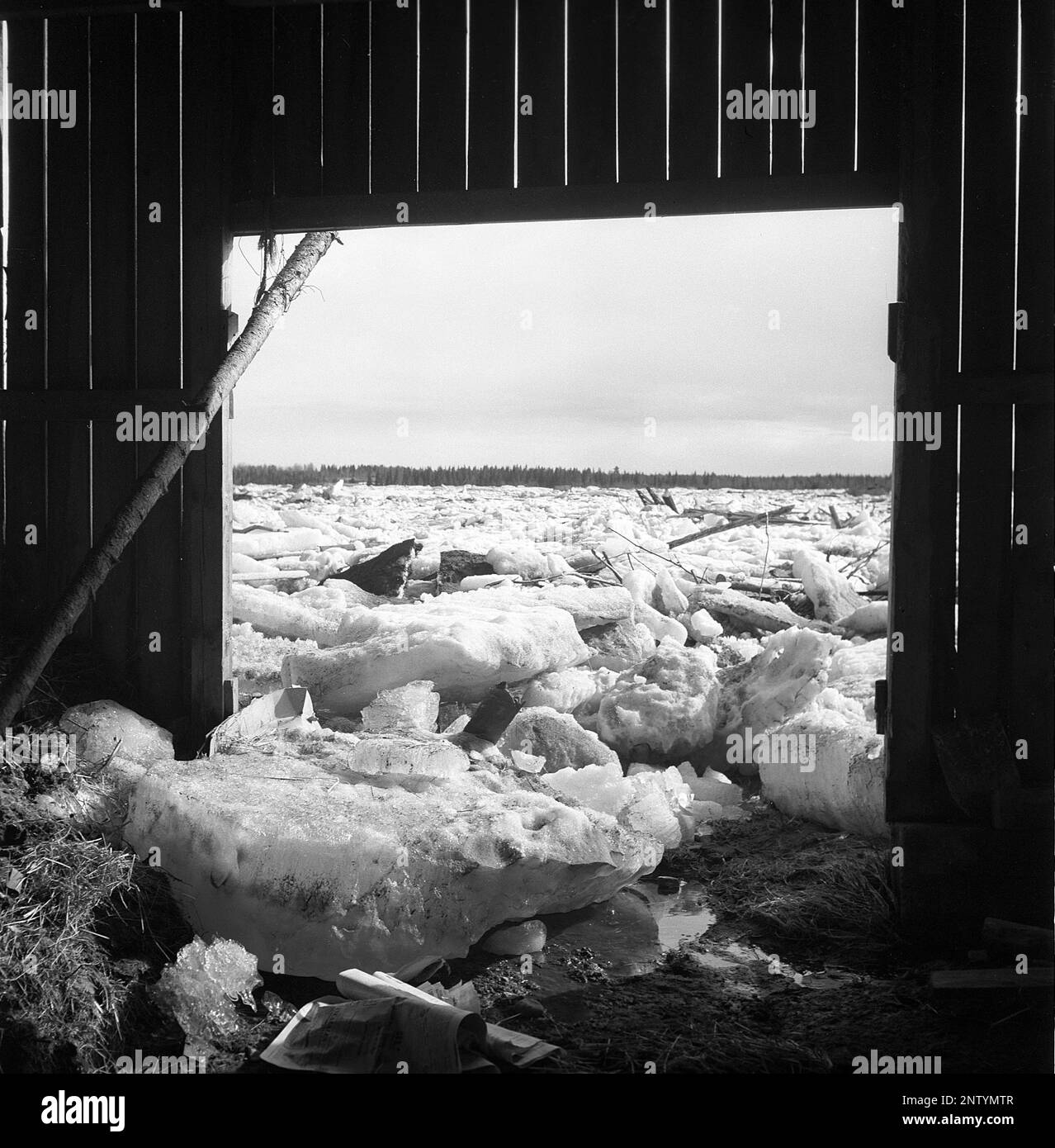 Naturkatastrophe in den 1940er Jahren. Im Frühsommer, den 20-23. Mai 1944, überflutete das Wasser im Fluss Torne älv aufgrund einer Eismasse, die das Wasser 3,5 Meter höher als normal dämpfte. Die Konsequenzen waren schwerwiegend. Auf dem umliegenden Gelände wurden Meter Eis zurückgelassen, als das Wasser ablief und die Bauernhäuser und die Felder zerstörte. Das Dorf Korpikylä in der Nähe von Skogskärr und ein Blick von einem zerstörten Schuppen auf die Eisschlösser, die die Felder bedecken. Kristoffersson Ref. H117-5 Stockfoto