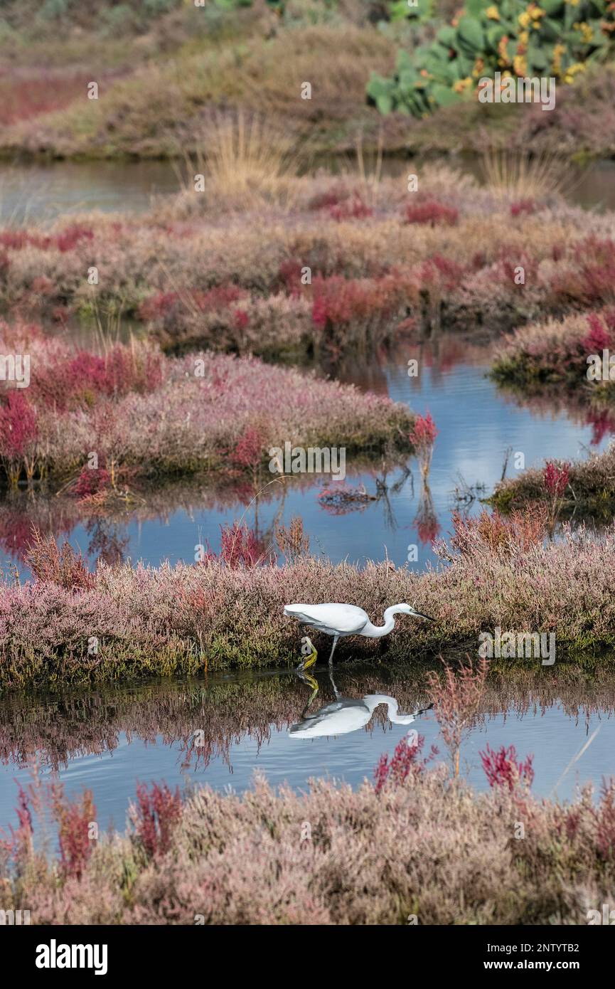 Ein Reiher, der sich in den klaren Gewässern des Naturschutzgebiets der Laguna di Nora, Sardinien, Italien, widerspiegelt Stockfoto