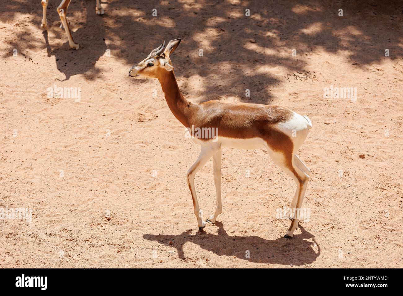 Die Dama Gazelle - Nanger Damm - auch bekannt als Addra Gazelle oder Mhorr Gazelle. Stockfoto