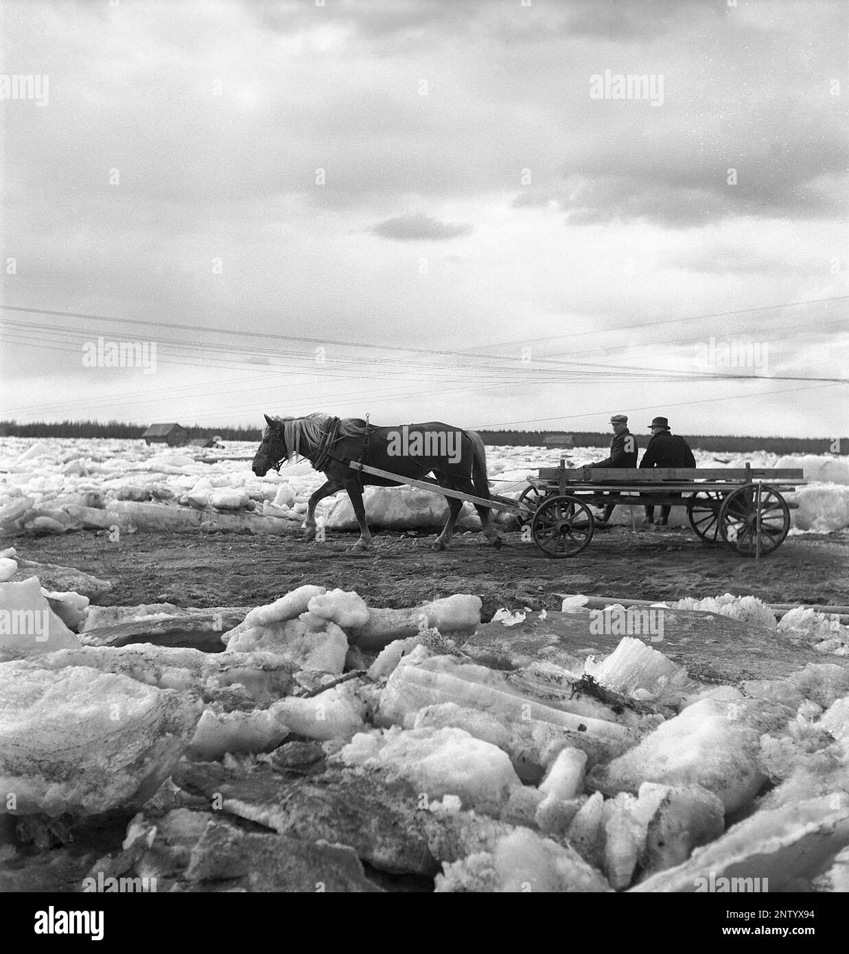 Naturkatastrophe in den 1940er Jahren. Im Frühsommer, den 20-23. Mai 1944, überflutete das Wasser im Fluss Torne älv aufgrund einer Eismasse, die das Wasser 3,5 Meter höher als normal dämpfte. Die Konsequenzen waren schwerwiegend. Auf dem umliegenden Gelände wurden Meter Eis zurückgelassen, als das Wasser ablief und die Bauernhäuser und die Felder zerstörte. Ein Pferd und eine Kutsche werden auf der Hauptstraße gesehen, die gerade von der Eisdecke in der Nähe des Dorfes Korpikylä in der Nähe von Skogskärr Kristoffersson entfernt wurde, Ref. H124-1 Stockfoto