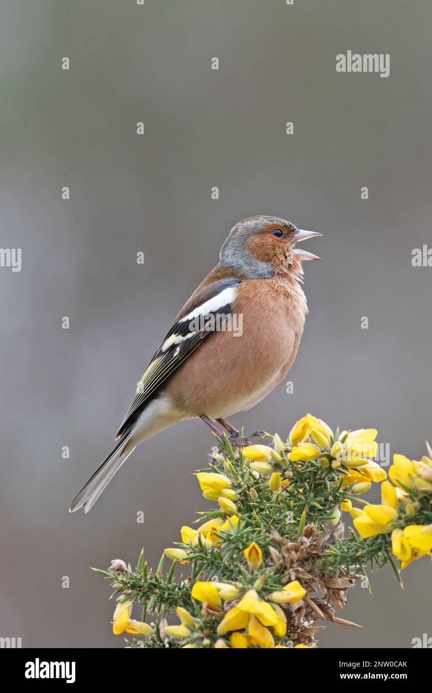 Chaffinch (Fringilla coelebs) Männchen singt auf blühendem Common Gorse (Ulex europaeus) Suffolk UK GB Februar 2023 Stockfoto