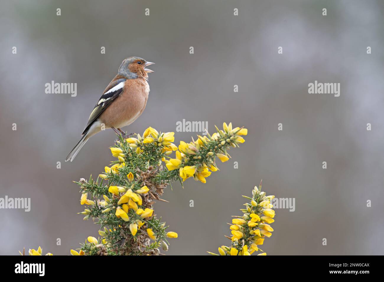 Chaffinch (Fringilla coelebs) Männchen singt auf blühendem Common Gorse (Ulex europaeus) Suffolk UK GB Februar 2023 Stockfoto