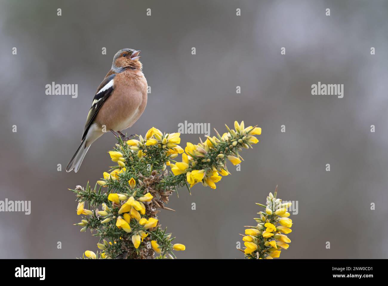 Chaffinch (Fringilla coelebs) Männchen singt auf blühendem Common Gorse (Ulex europaeus) Suffolk UK GB Februar 2023 Stockfoto