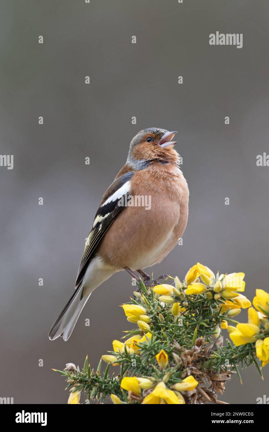 Chaffinch (Fringilla coelebs) Männchen singt auf blühendem Common Gorse (Ulex europaeus) Suffolk UK GB Februar 2023 Stockfoto