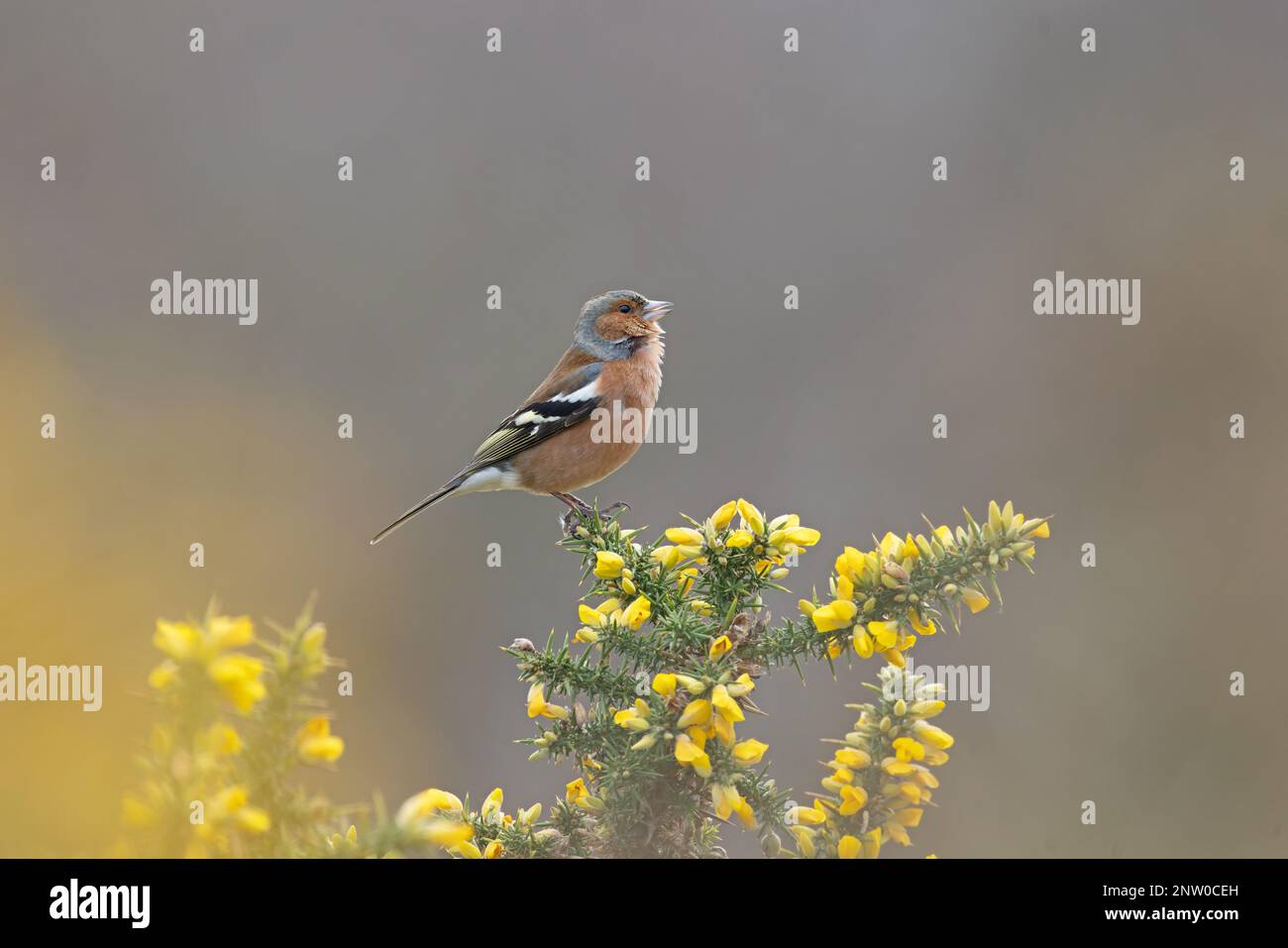Chaffinch (Fringilla coelebs) Männchen singt auf blühendem Common Gorse (Ulex europaeus) Suffolk UK GB Februar 2023 Stockfoto