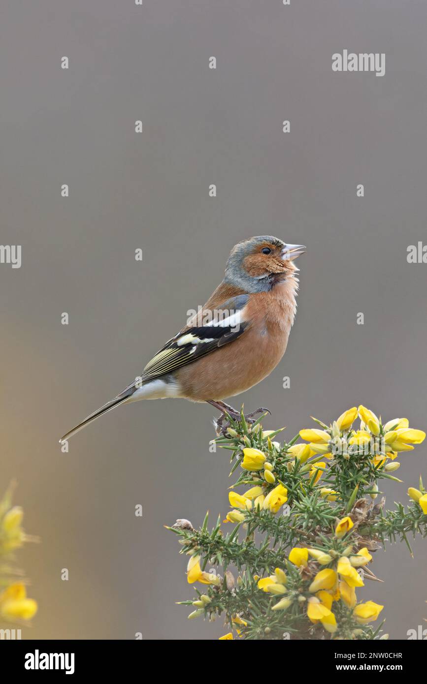 Chaffinch (Fringilla coelebs) Männchen singt auf blühendem Common Gorse (Ulex europaeus) Suffolk UK GB Februar 2023 Stockfoto