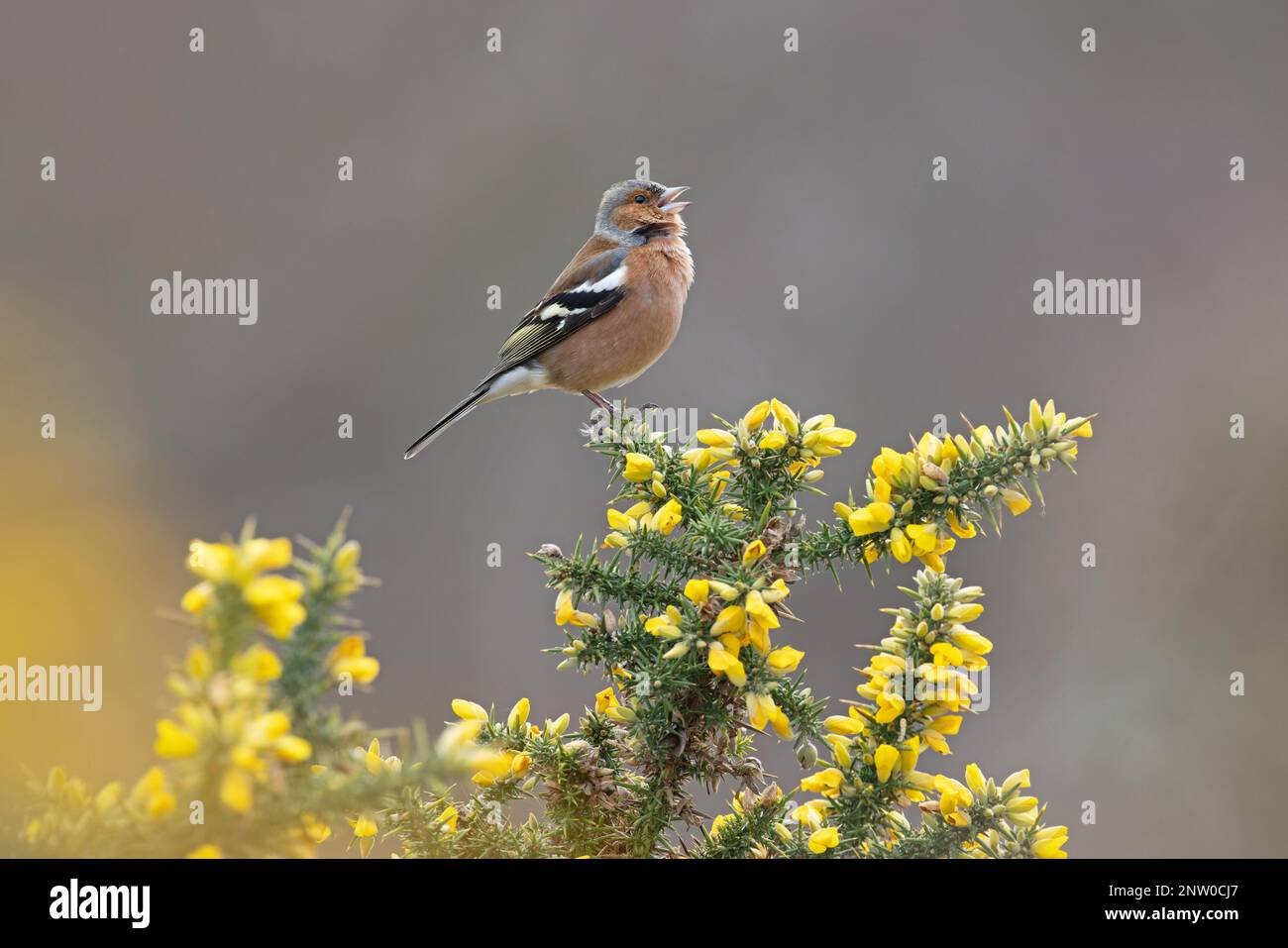 Chaffinch (Fringilla coelebs) Männchen singt auf blühendem Common Gorse (Ulex europaeus) Suffolk UK GB Februar 2023 Stockfoto