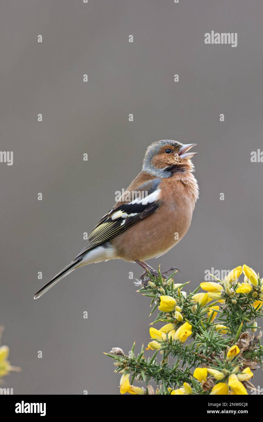 Chaffinch (Fringilla coelebs) Männchen singt auf blühendem Common Gorse (Ulex europaeus) Suffolk UK GB Februar 2023 Stockfoto
