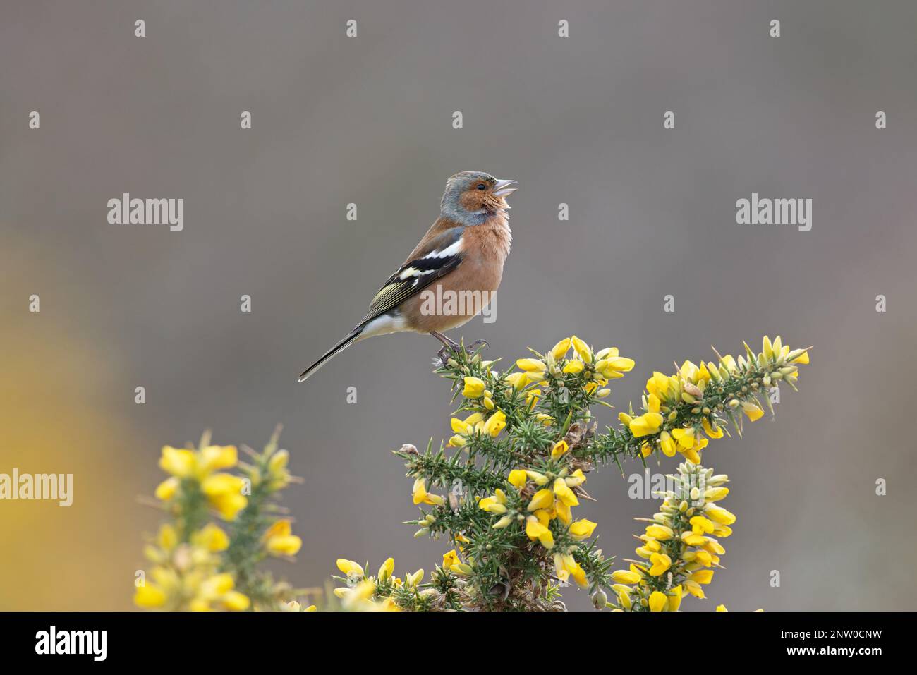 Chaffinch (Fringilla coelebs) Männchen singt auf blühendem Common Gorse (Ulex europaeus) Suffolk UK GB Februar 2023 Stockfoto