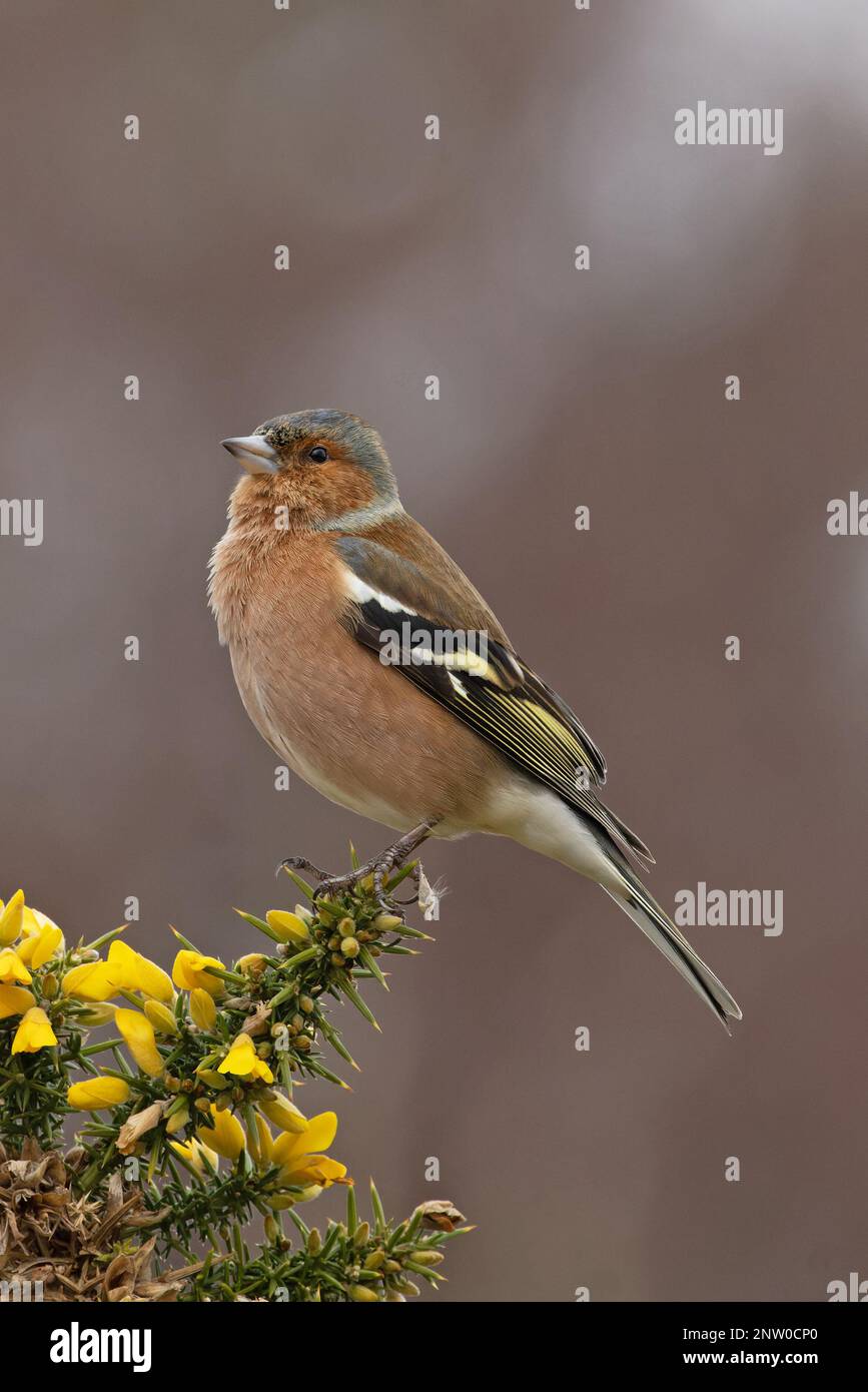 Chaffinch (Fringilla coelebs) Männchen singt auf blühendem Common Gorse (Ulex europaeus) Suffolk UK GB Februar 2023 Stockfoto