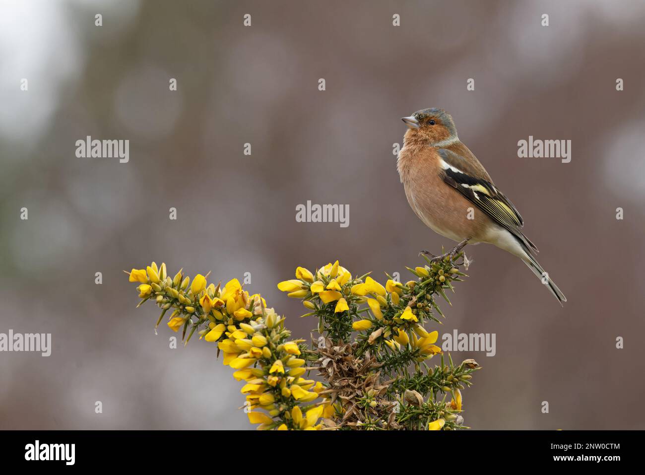 Chaffinch (Fringilla coelebs) Männchen singt auf blühendem Common Gorse (Ulex europaeus) Suffolk UK GB Februar 2023 Stockfoto