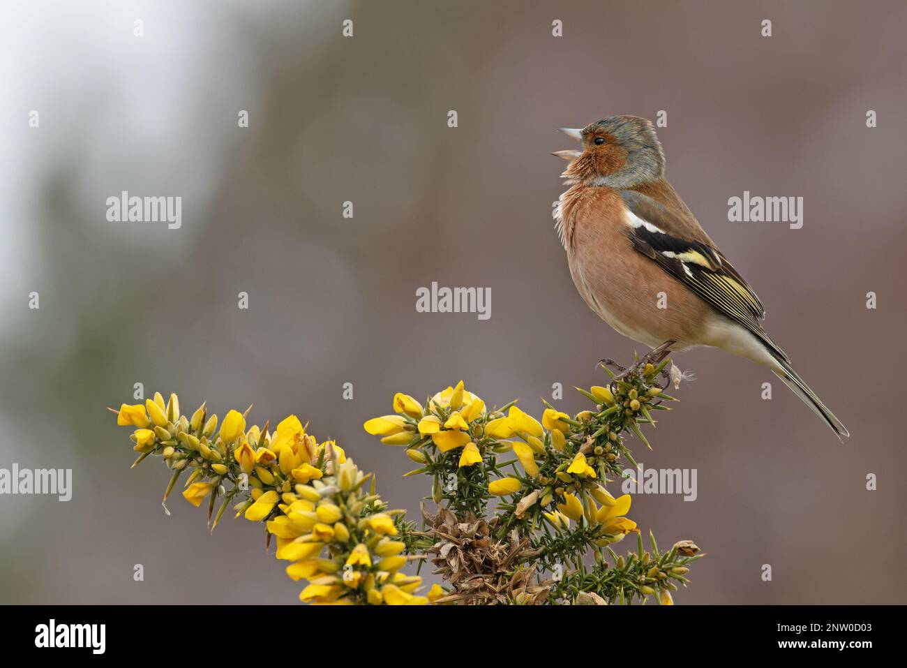 Chaffinch (Fringilla coelebs) Männchen singt auf blühendem Common Gorse (Ulex europaeus) Suffolk UK GB Februar 2023 Stockfoto
