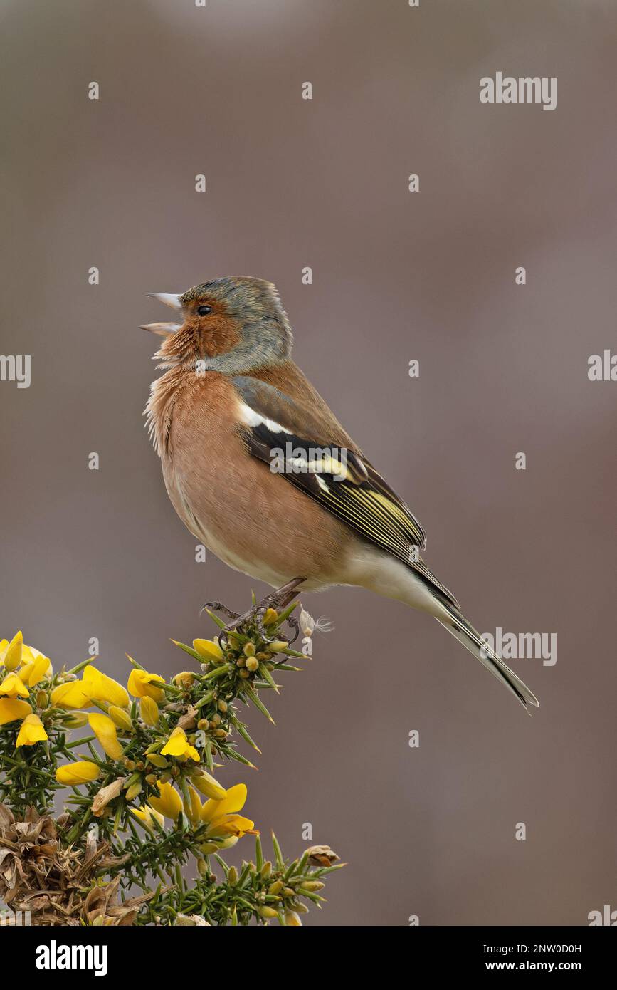 Chaffinch (Fringilla coelebs) Männchen singt auf blühendem Common Gorse (Ulex europaeus) Suffolk UK GB Februar 2023 Stockfoto