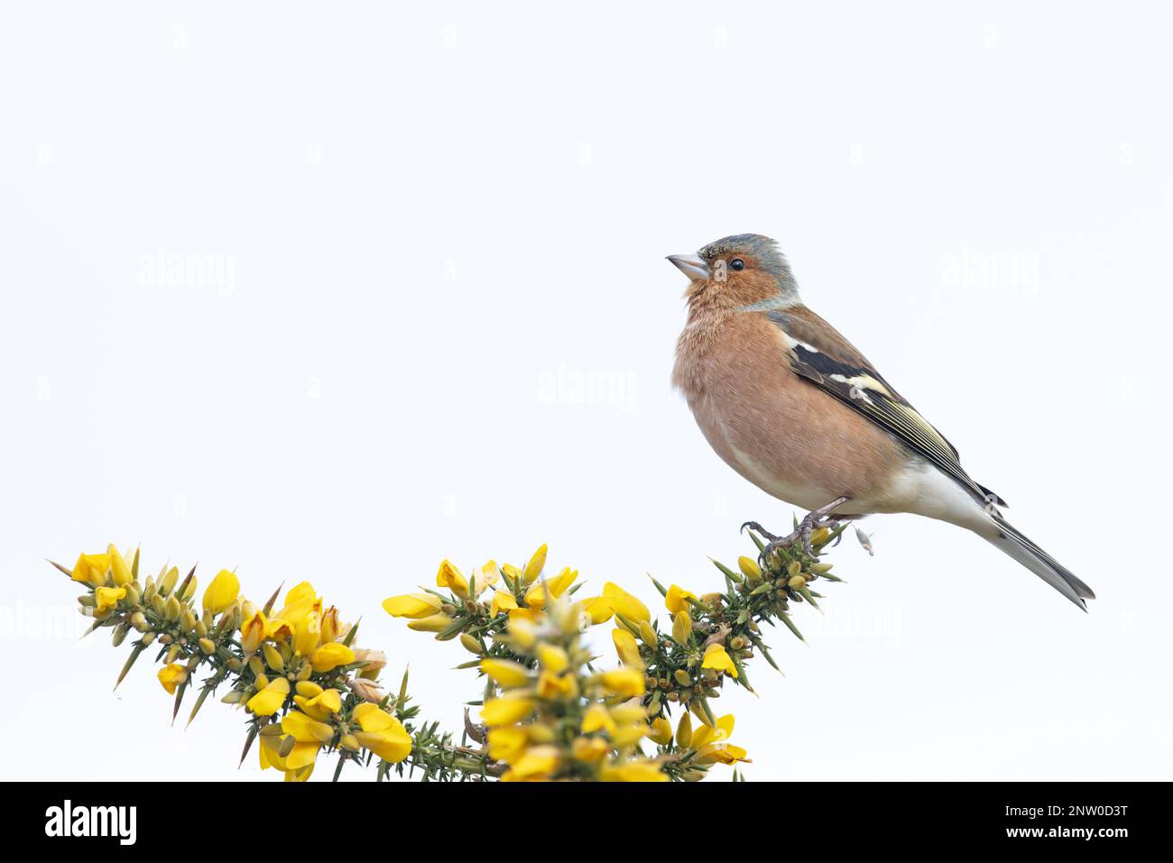 Chaffinch (Fringilla coelebs) Männchen singt auf blühendem Common Gorse (Ulex europaeus) Suffolk UK GB Februar 2023 Stockfoto