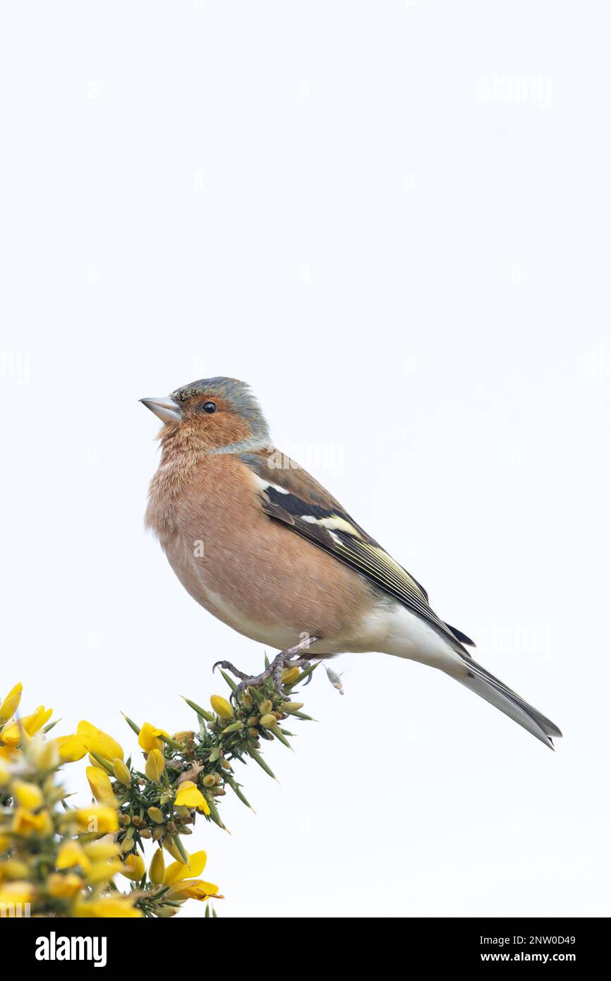 Chaffinch (Fringilla coelebs) Männchen singt auf blühendem Common Gorse (Ulex europaeus) Suffolk UK GB Februar 2023 Stockfoto