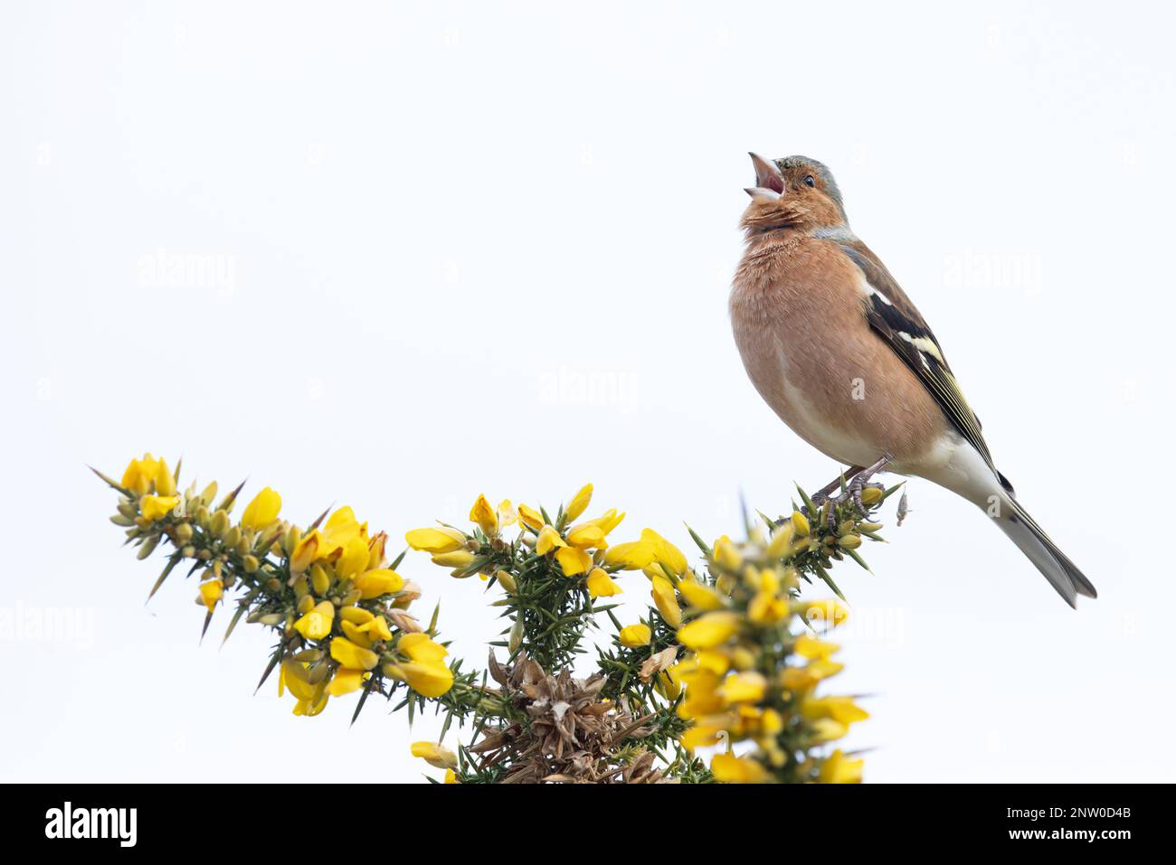 Chaffinch (Fringilla coelebs) Männchen singt auf blühendem Common Gorse (Ulex europaeus) Suffolk UK GB Februar 2023 Stockfoto