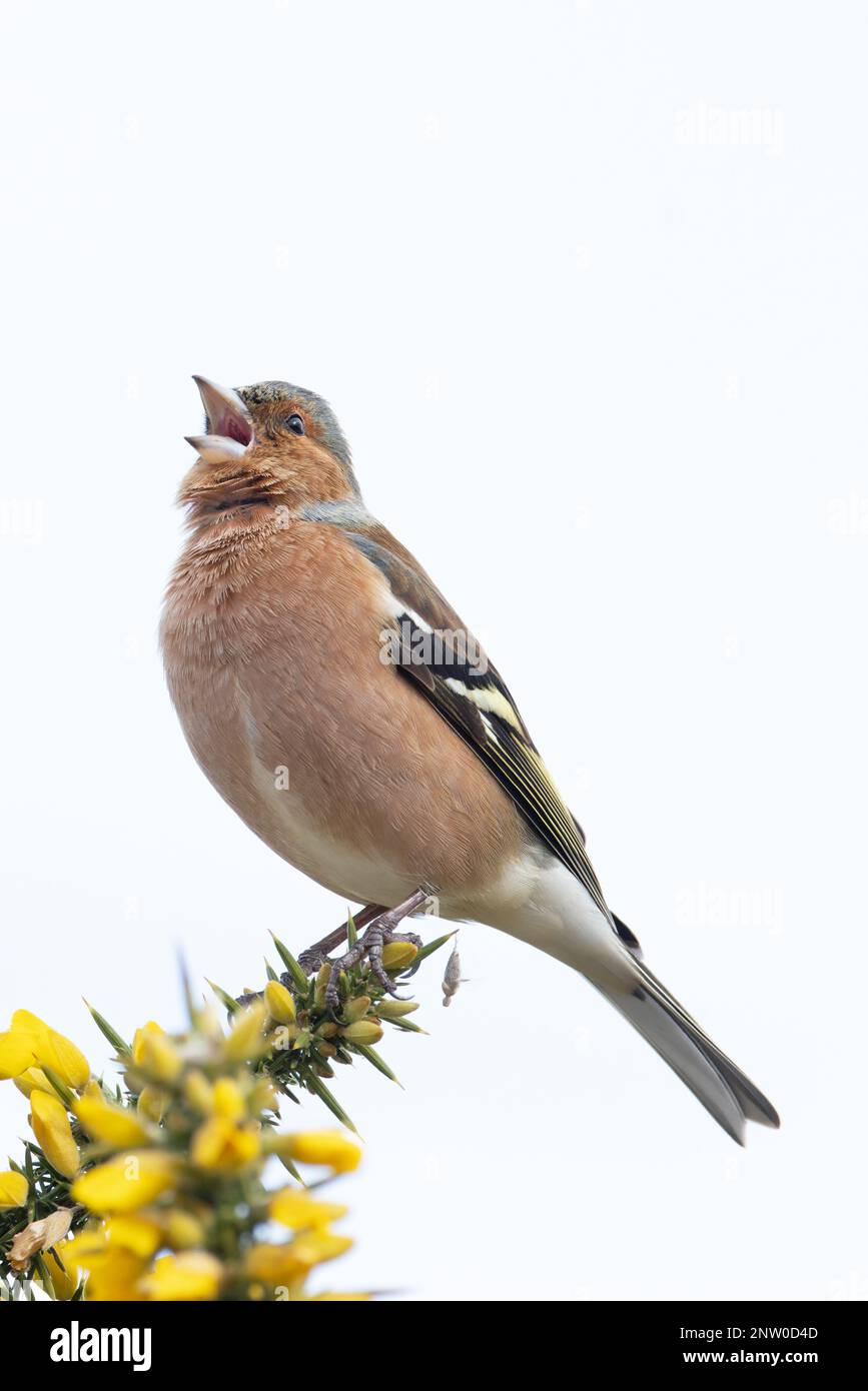 Chaffinch (Fringilla coelebs) Männchen singt auf blühendem Common Gorse (Ulex europaeus) Suffolk UK GB Februar 2023 Stockfoto
