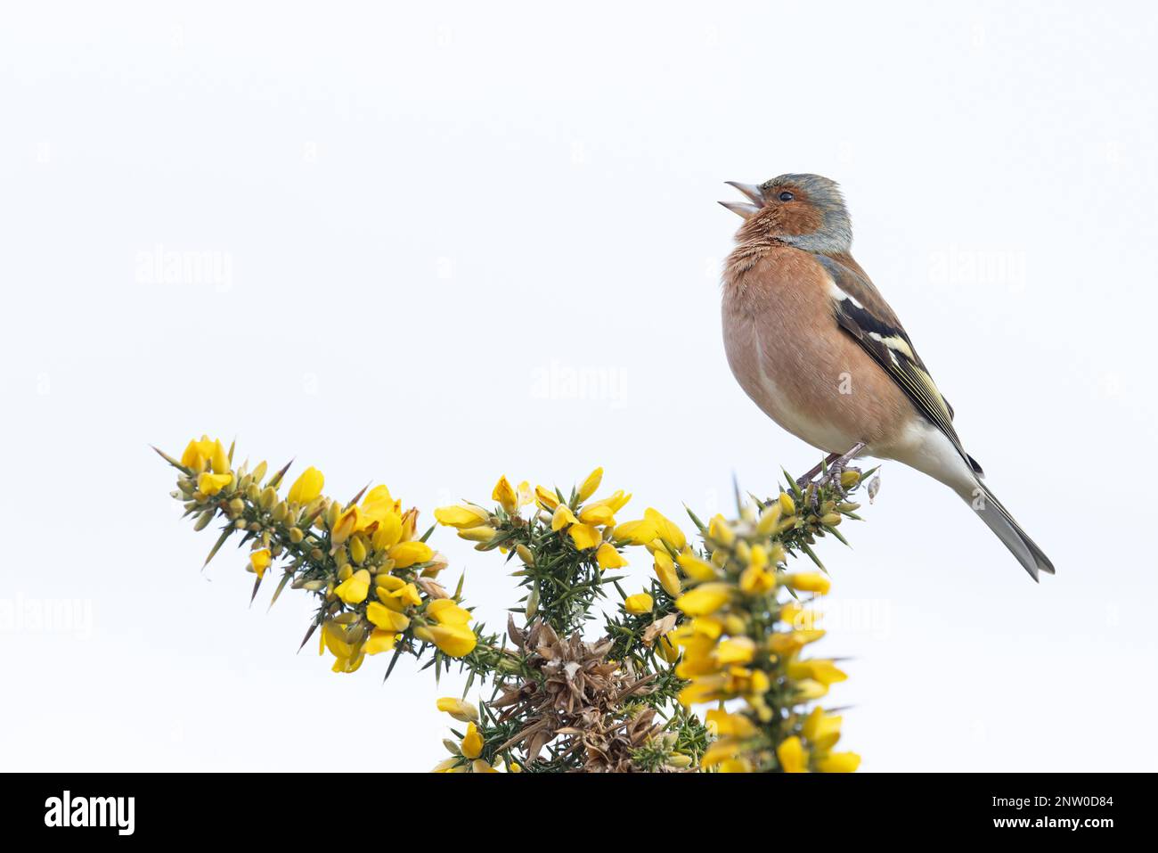 Chaffinch (Fringilla coelebs) Männchen singt auf blühendem Common Gorse (Ulex europaeus) Suffolk UK GB Februar 2023 Stockfoto