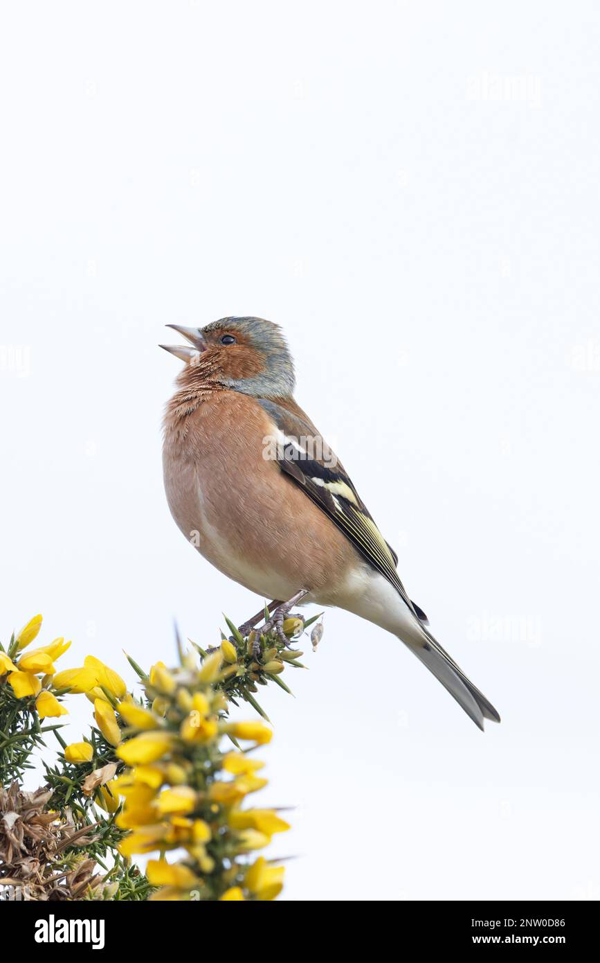 Chaffinch (Fringilla coelebs) Männchen singt auf blühendem Common Gorse (Ulex europaeus) Suffolk UK GB Februar 2023 Stockfoto