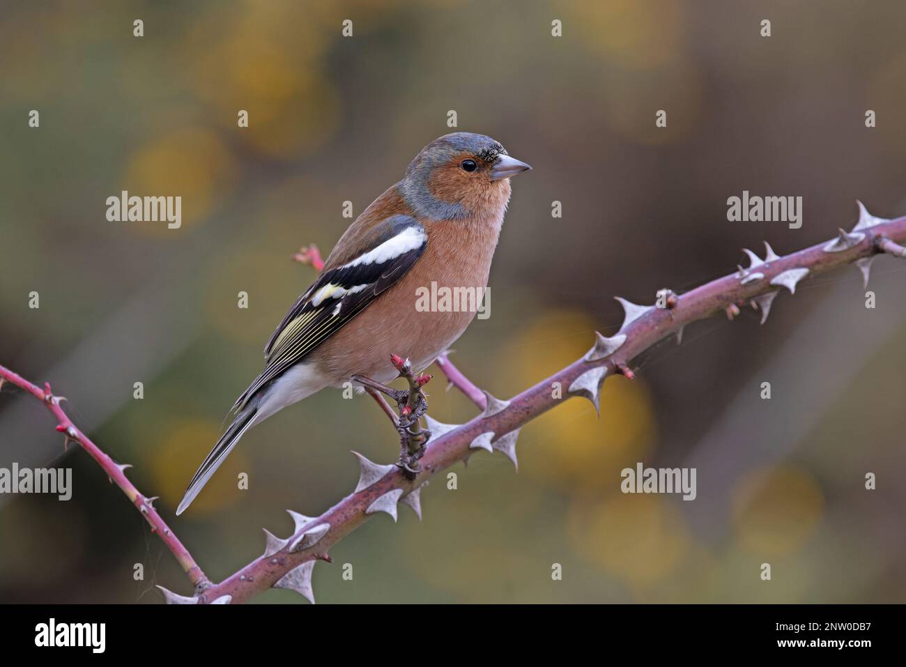 Chaffinch (Fringilla coelebs) Männchen singt aus dem Bromble-Zweig mit gelben Blüten von Common Gorse Hintergrund Suffolk UK GB Februar 2023 Stockfoto