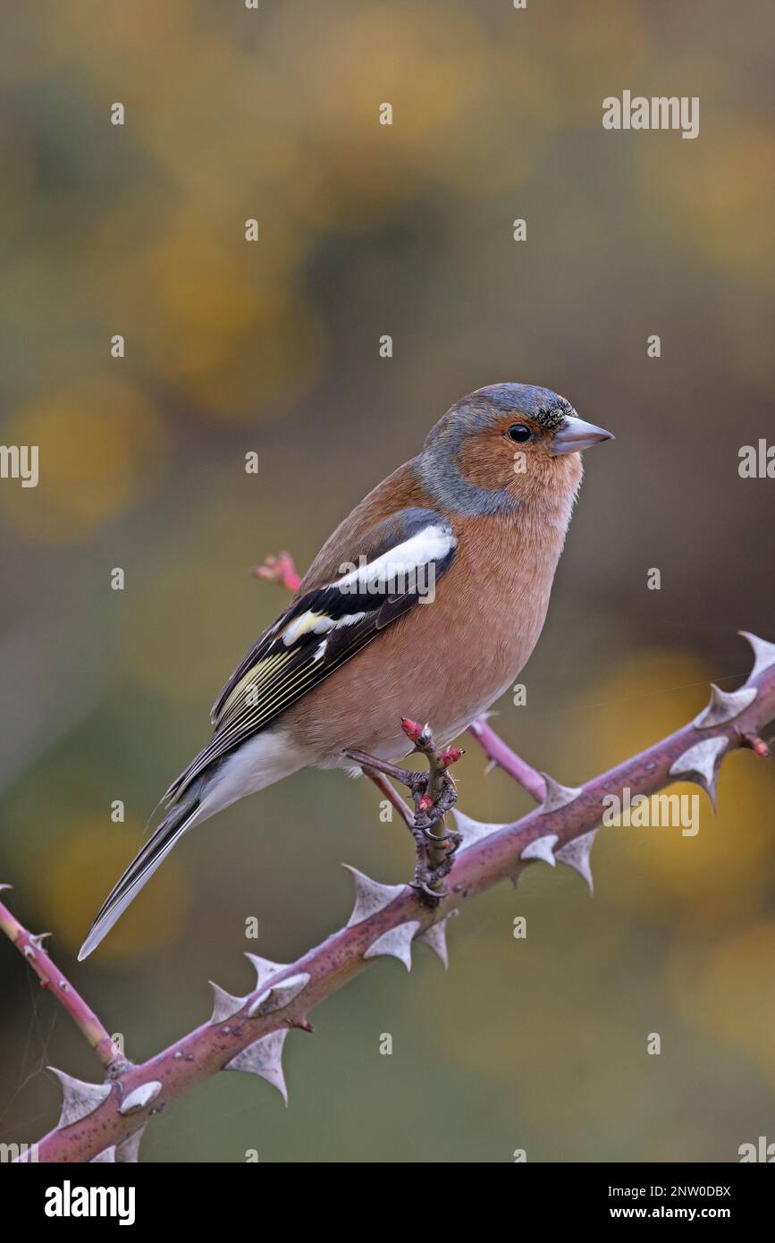 Chaffinch (Fringilla coelebs) Männchen singt aus dem Bromble-Zweig mit gelben Blüten von Common Gorse Hintergrund Suffolk UK GB Februar 2023 Stockfoto