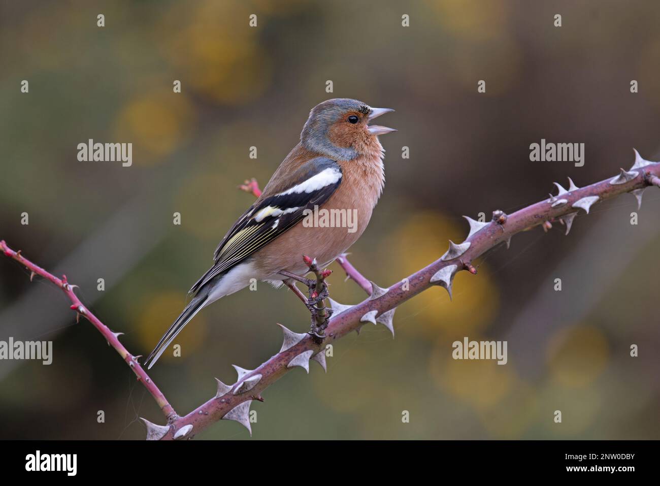 Chaffinch (Fringilla coelebs) Männchen singt aus dem Bromble-Zweig mit gelben Blüten von Common Gorse Hintergrund Suffolk UK GB Februar 2023 Stockfoto