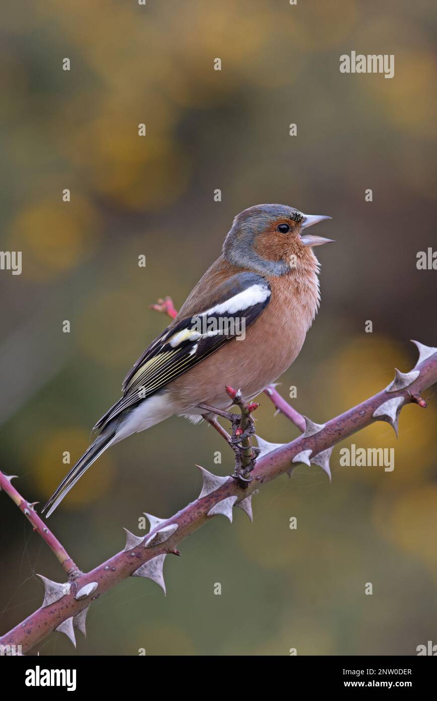 Chaffinch (Fringilla coelebs) Männchen singt aus dem Bromble-Zweig mit gelben Blüten von Common Gorse Hintergrund Suffolk UK GB Februar 2023 Stockfoto