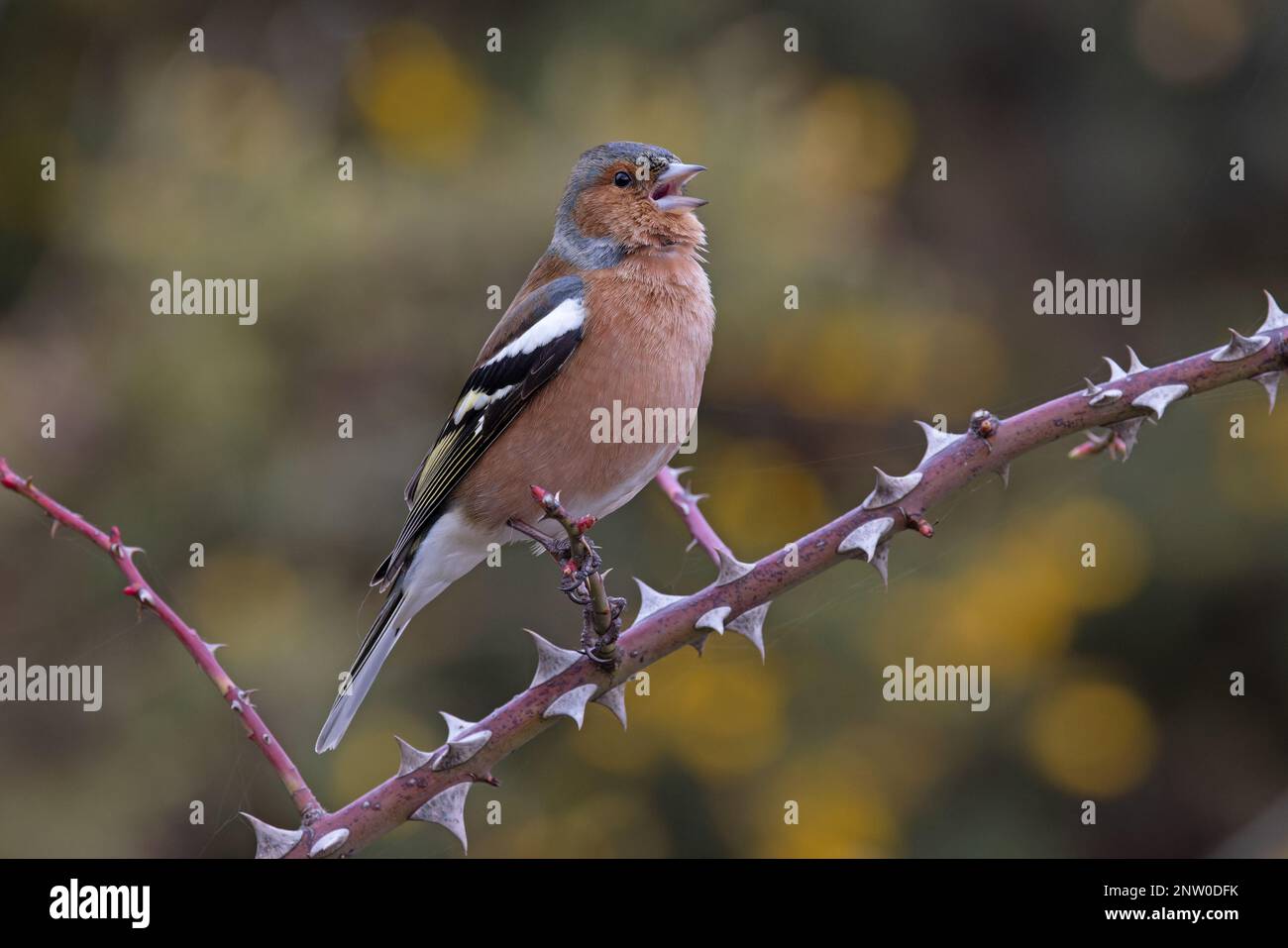 Chaffinch (Fringilla coelebs) Männchen singt aus dem Bromble-Zweig mit gelben Blüten von Common Gorse Hintergrund Suffolk UK GB Februar 2023 Stockfoto