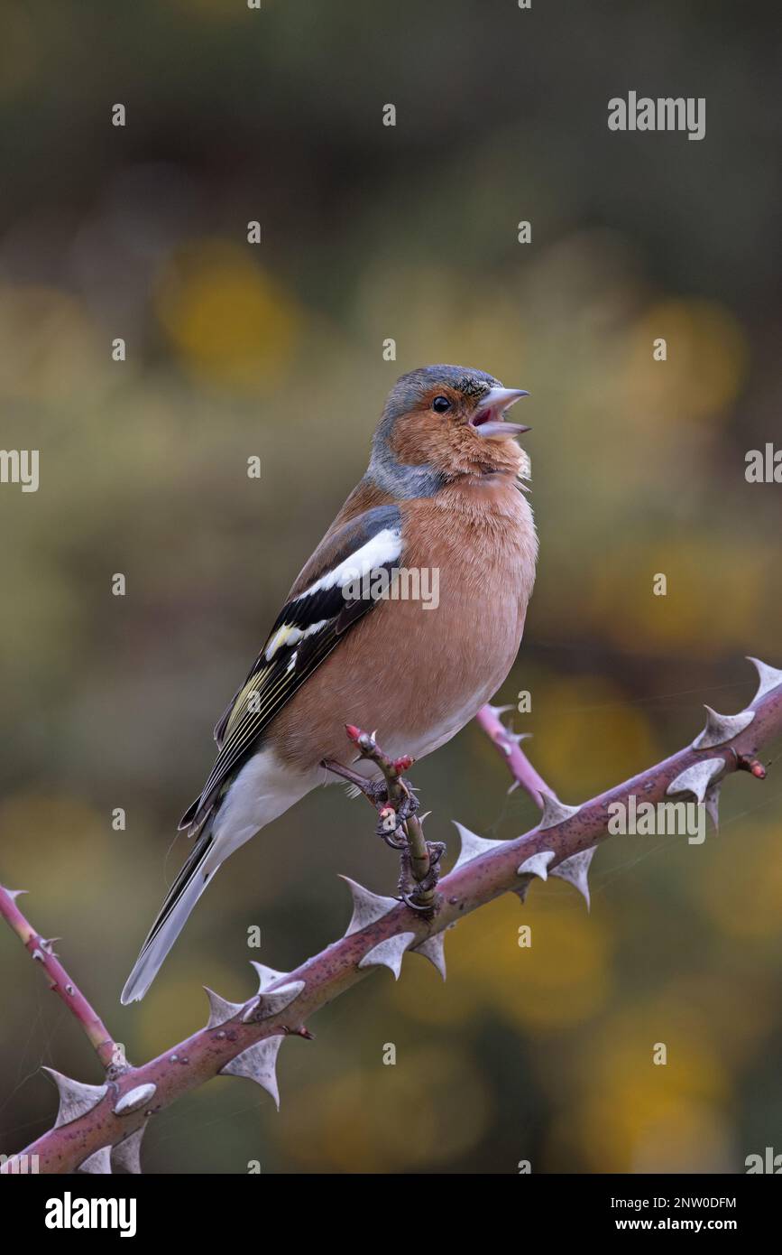 Chaffinch (Fringilla coelebs) Männchen singt aus dem Bromble-Zweig mit gelben Blüten von Common Gorse Hintergrund Suffolk UK GB Februar 2023 Stockfoto