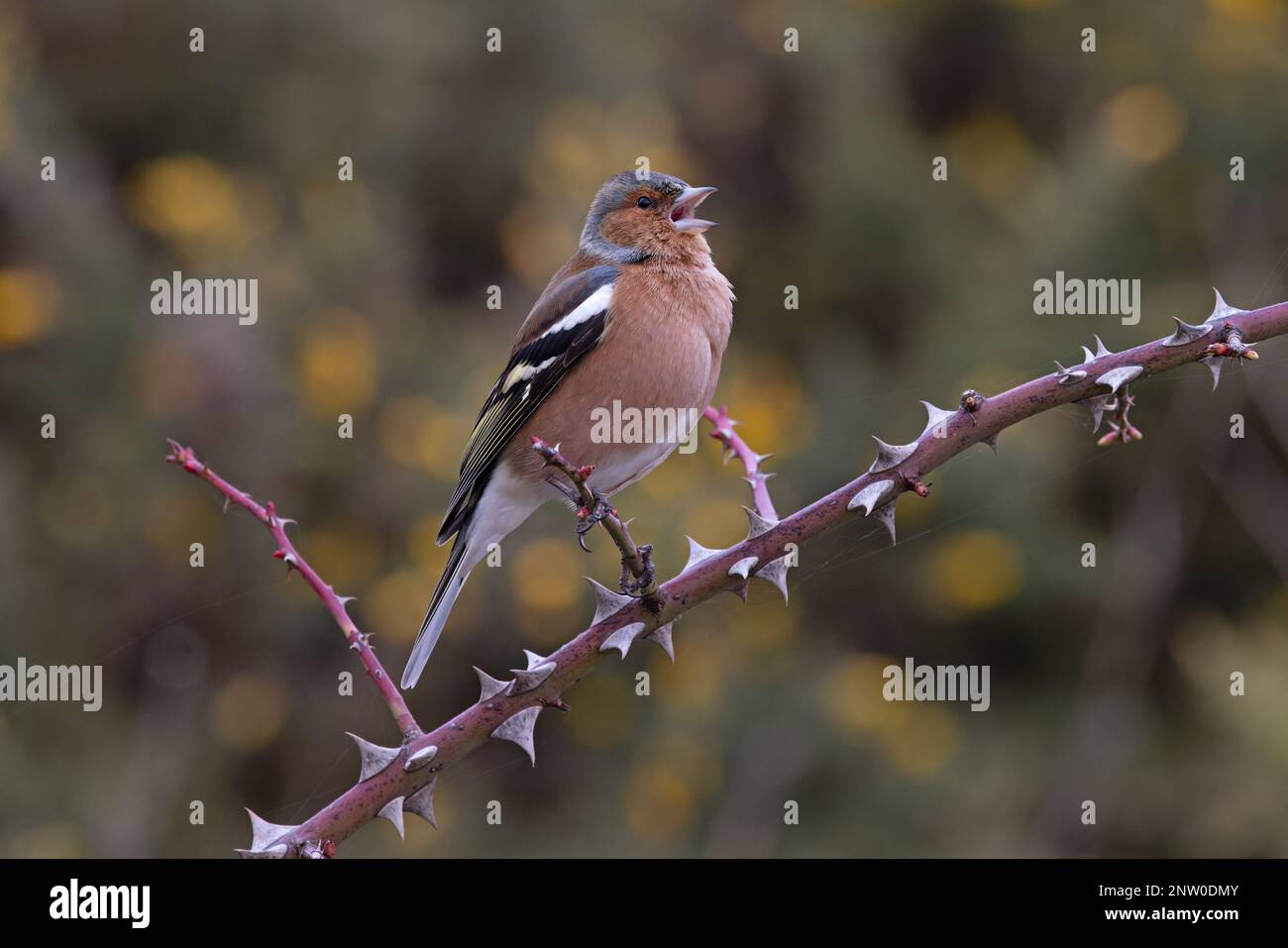 Chaffinch (Fringilla coelebs) Männchen singt aus dem Bromble-Zweig mit gelben Blüten von Common Gorse Hintergrund Suffolk UK GB Februar 2023 Stockfoto