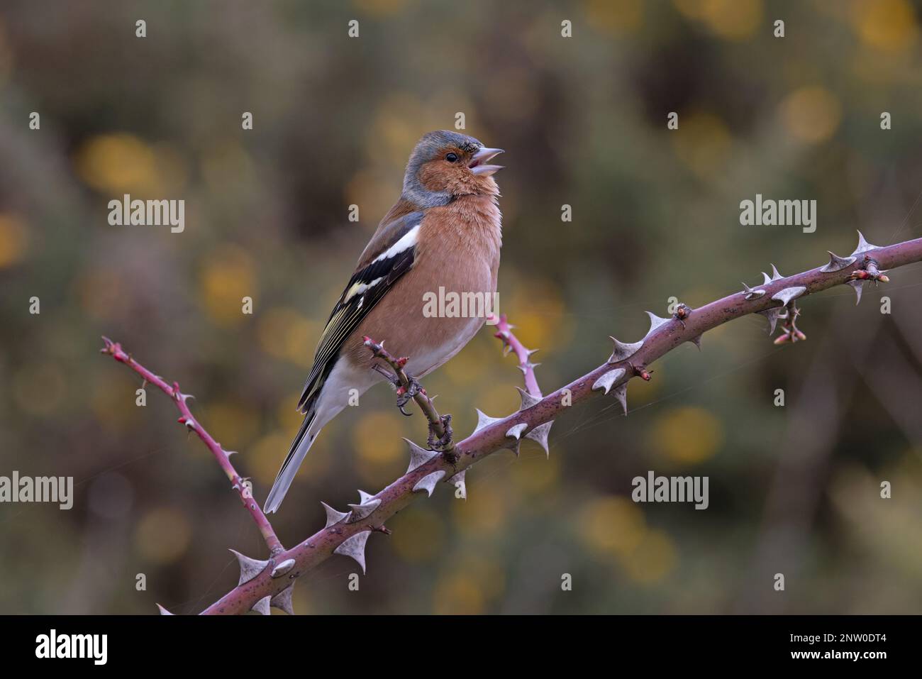 Chaffinch (Fringilla coelebs) Männchen singt aus dem Bromble-Zweig mit gelben Blüten von Common Gorse Hintergrund Suffolk UK GB Februar 2023 Stockfoto
