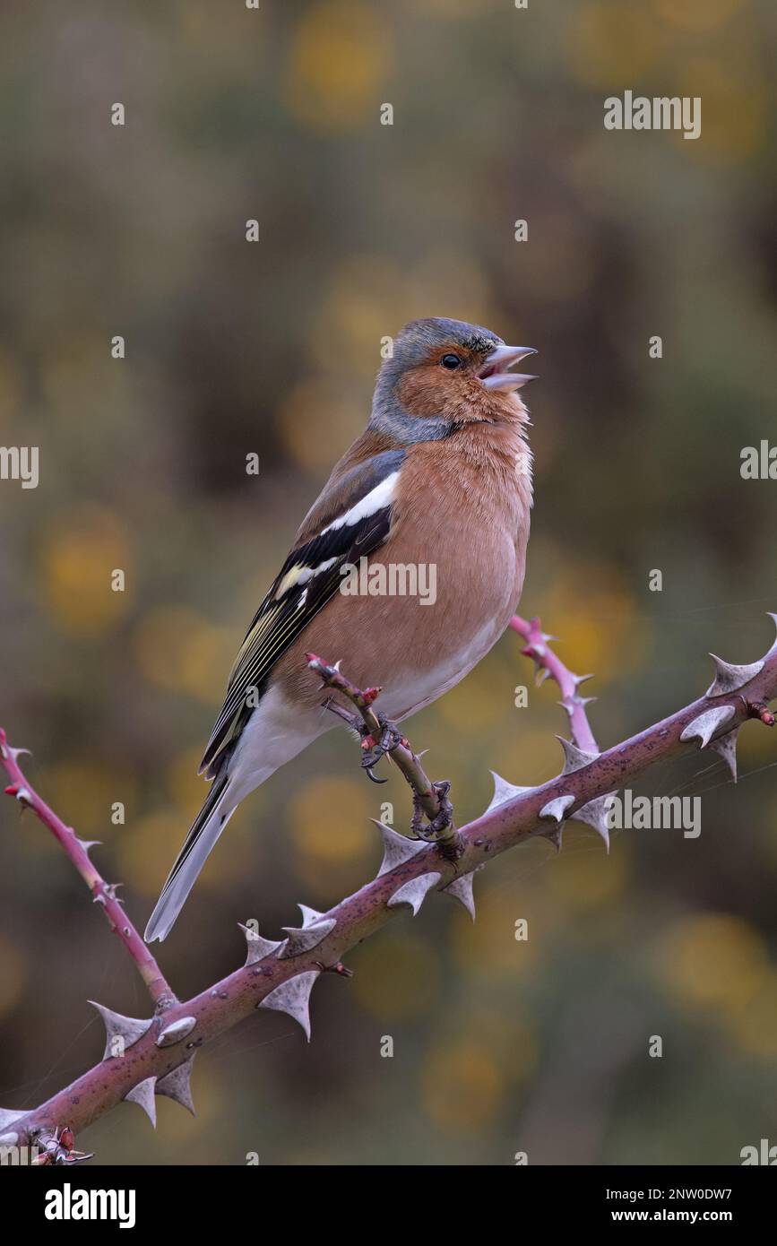 Chaffinch (Fringilla coelebs) Männchen singt aus dem Bromble-Zweig mit gelben Blüten von Common Gorse Hintergrund Suffolk UK GB Februar 2023 Stockfoto