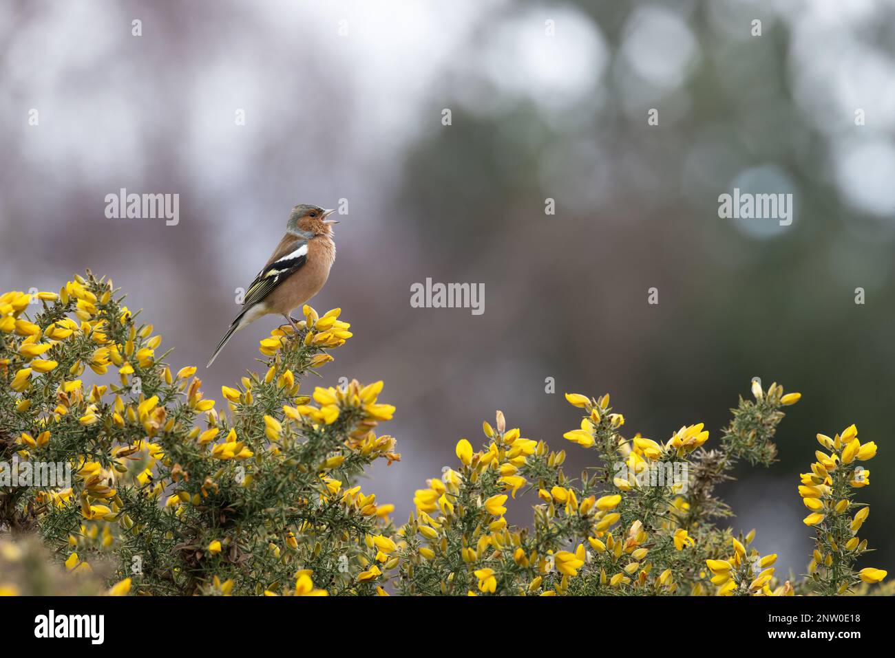 Chaffinch (Fringilla coelebs) Männchen singt auf blühendem Common Gorse (Ulex europaeus) Suffolk UK GB Februar 2023 Stockfoto