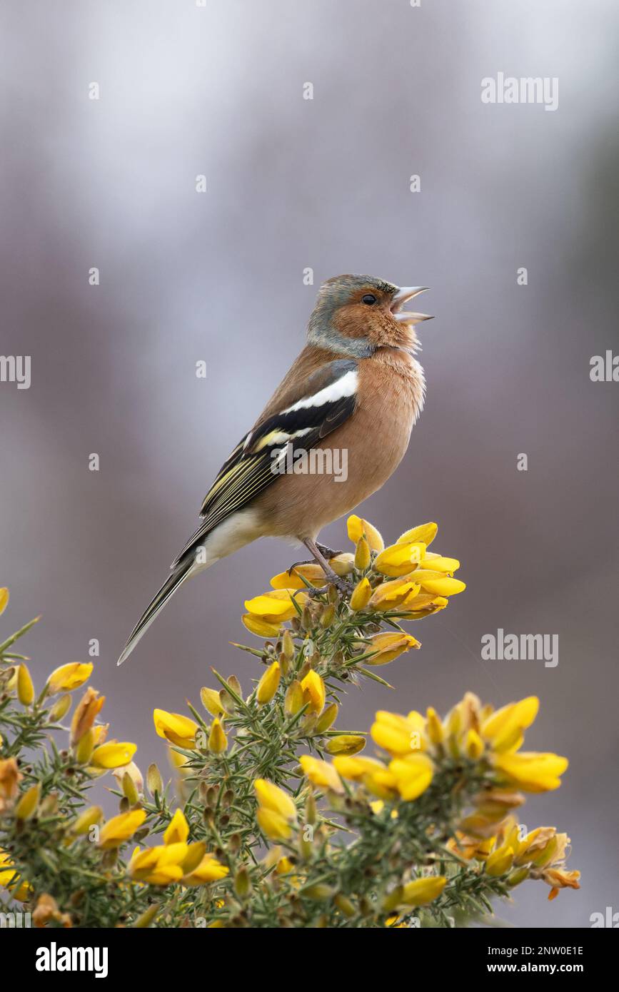 Chaffinch (Fringilla coelebs) Männchen singt auf blühendem Common Gorse (Ulex europaeus) Suffolk UK GB Februar 2023 Stockfoto