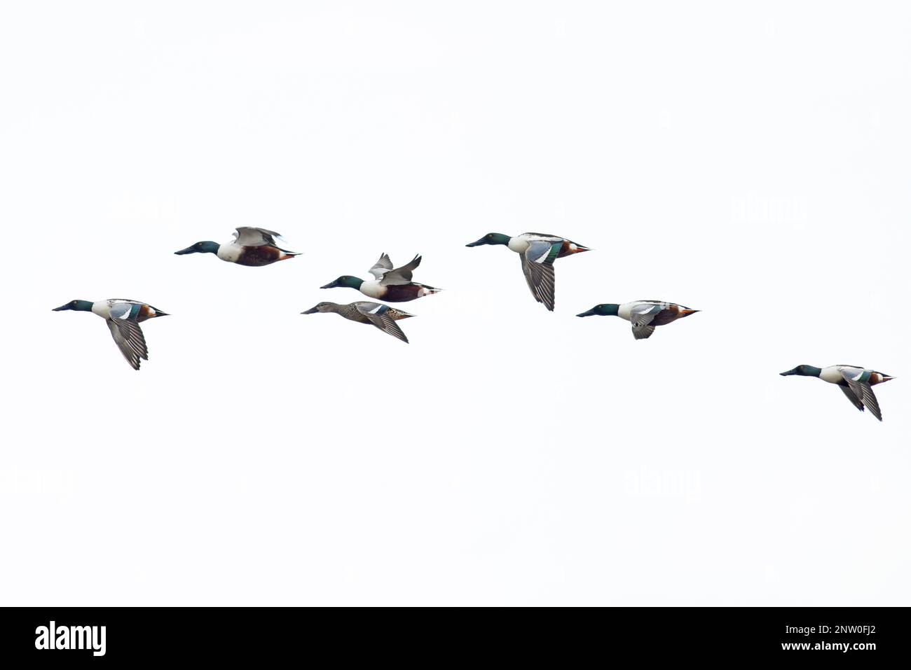 Schürferherde (Anas clypeata) fliegender Suffolk UK GB Februar 2023 Stockfoto