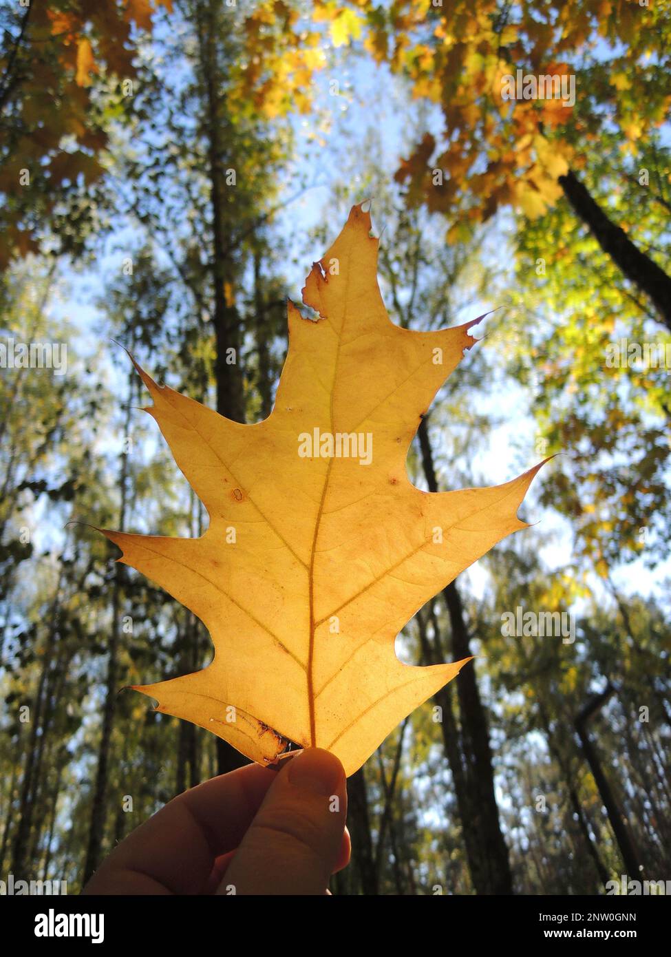 Blick auf die Sonne durch das gelbe Blatt der Eiche in menschlichen Fingern im Herbstwald Stockfoto