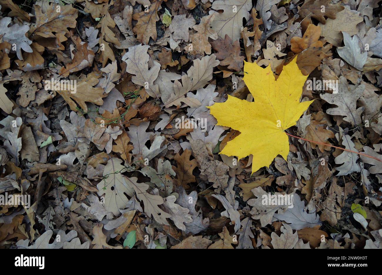 Leuchtend gelbes Ahornblatt auf einem trockenen braunen Eichenblatt-Hintergrund Stockfoto