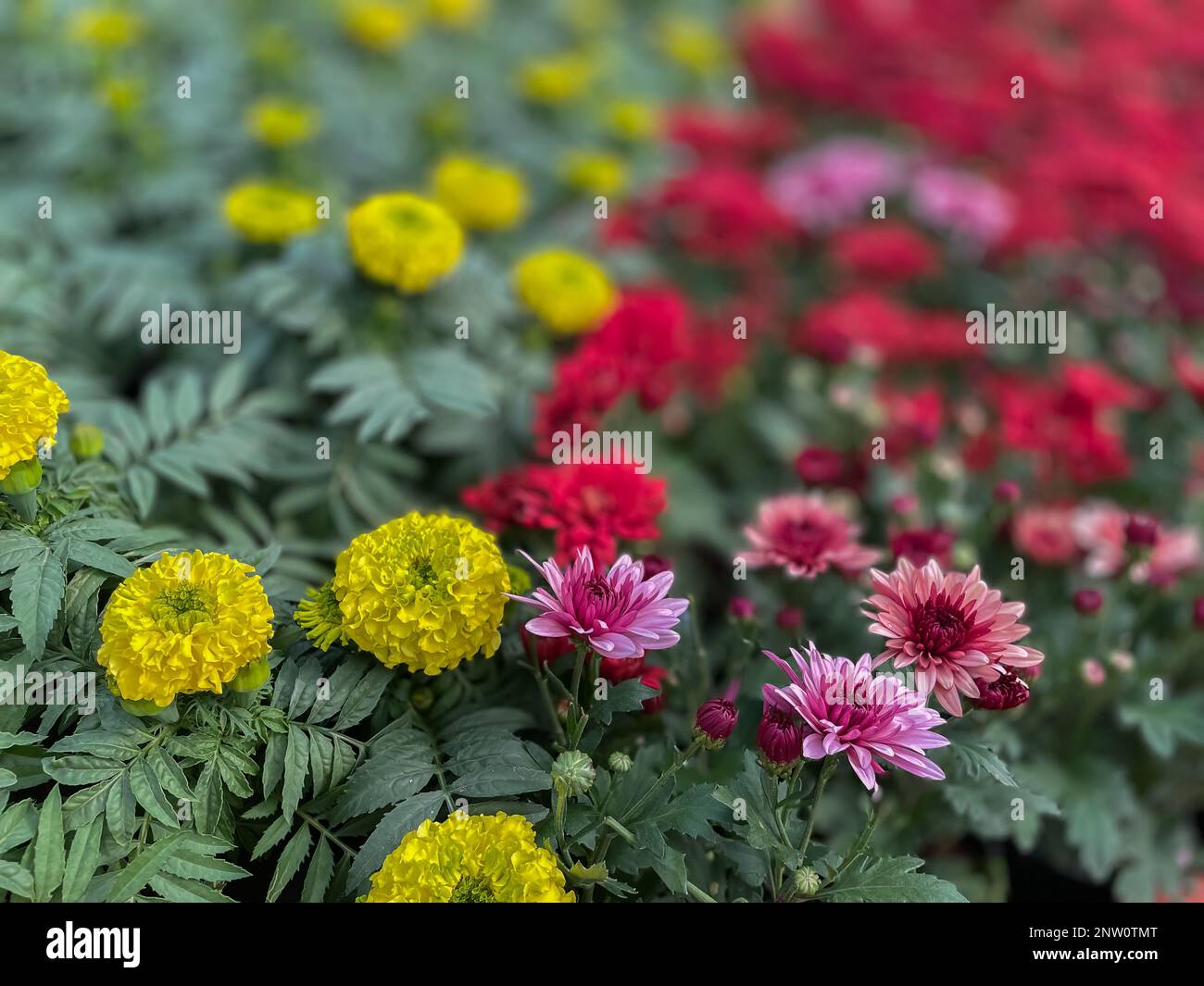 Selektives Fokusbild von Blumen in verschiedenen Farben in einem Blumenwettbewerb Stockfoto